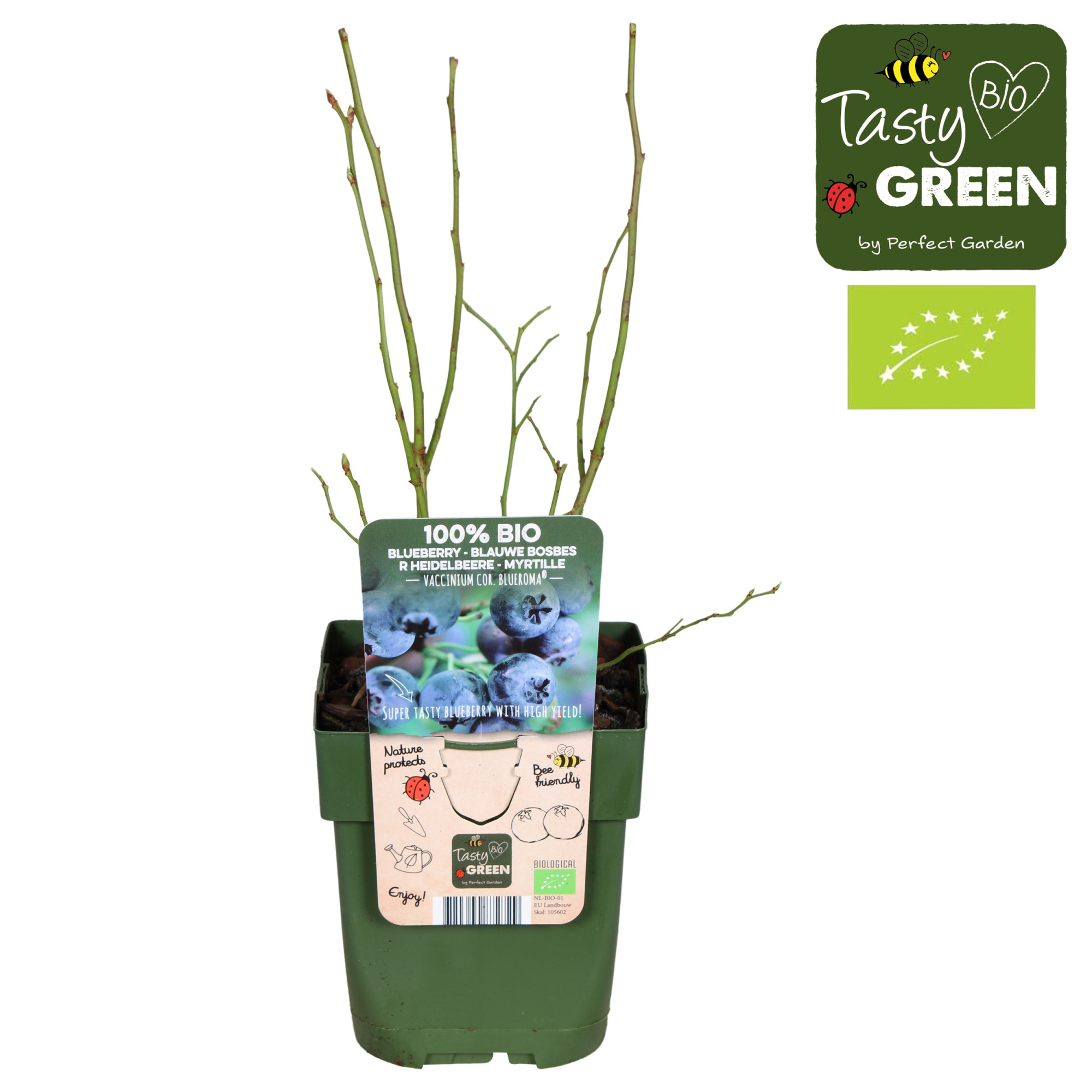 Vaccinium corymbosum Blue Roma® Bio P13, D 13