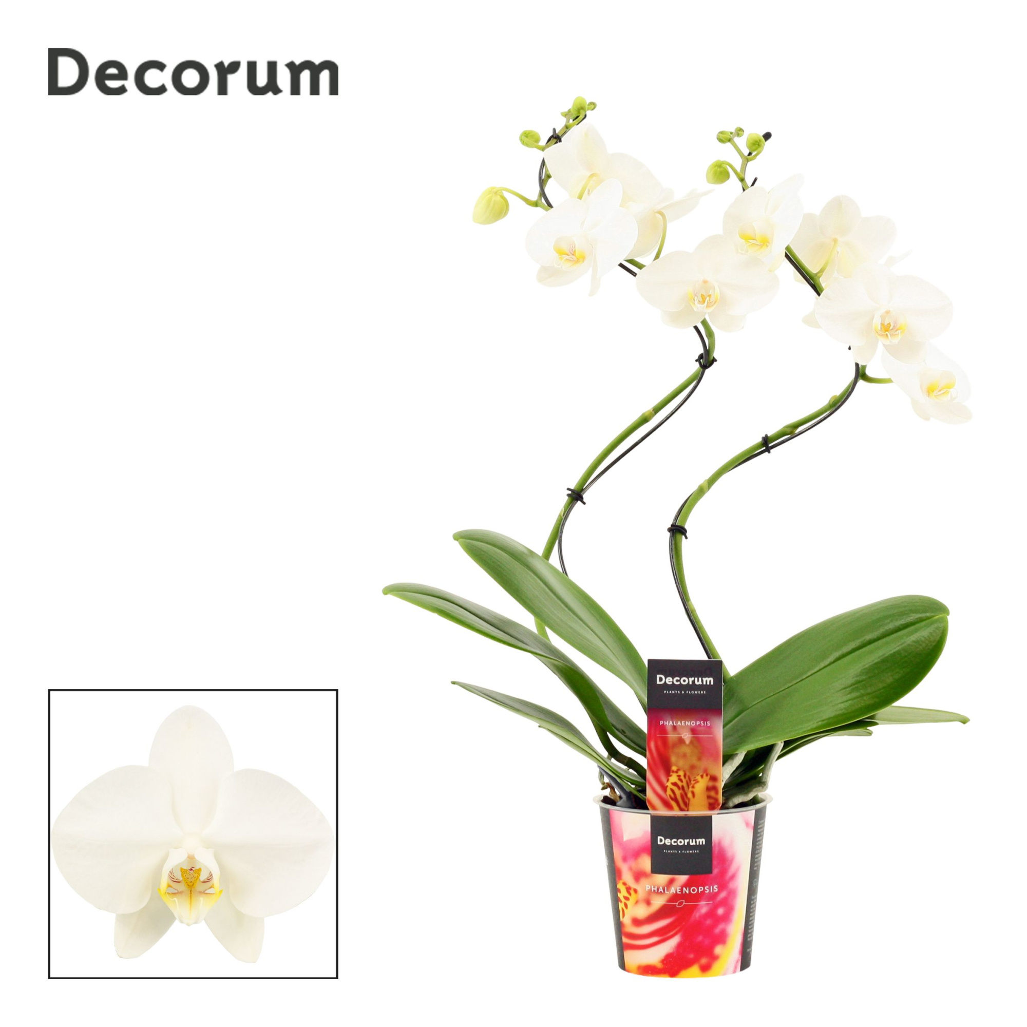 Phalaenopsis hurricane wit (Decorum), D 12 cm