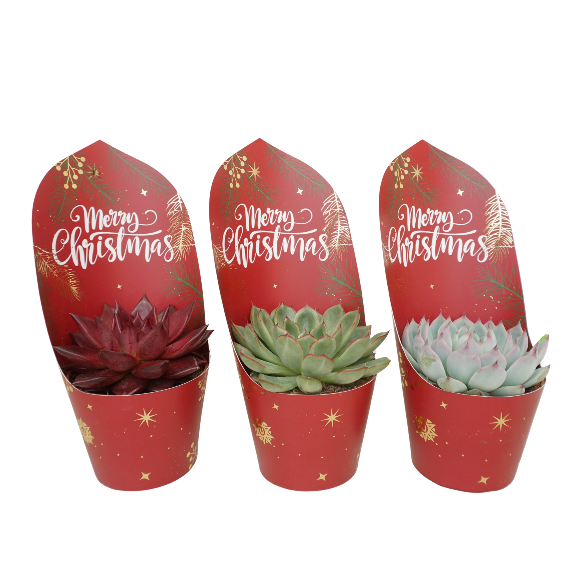 Echeveria mix 10,5 cm in Kerst potcover, D 10,5