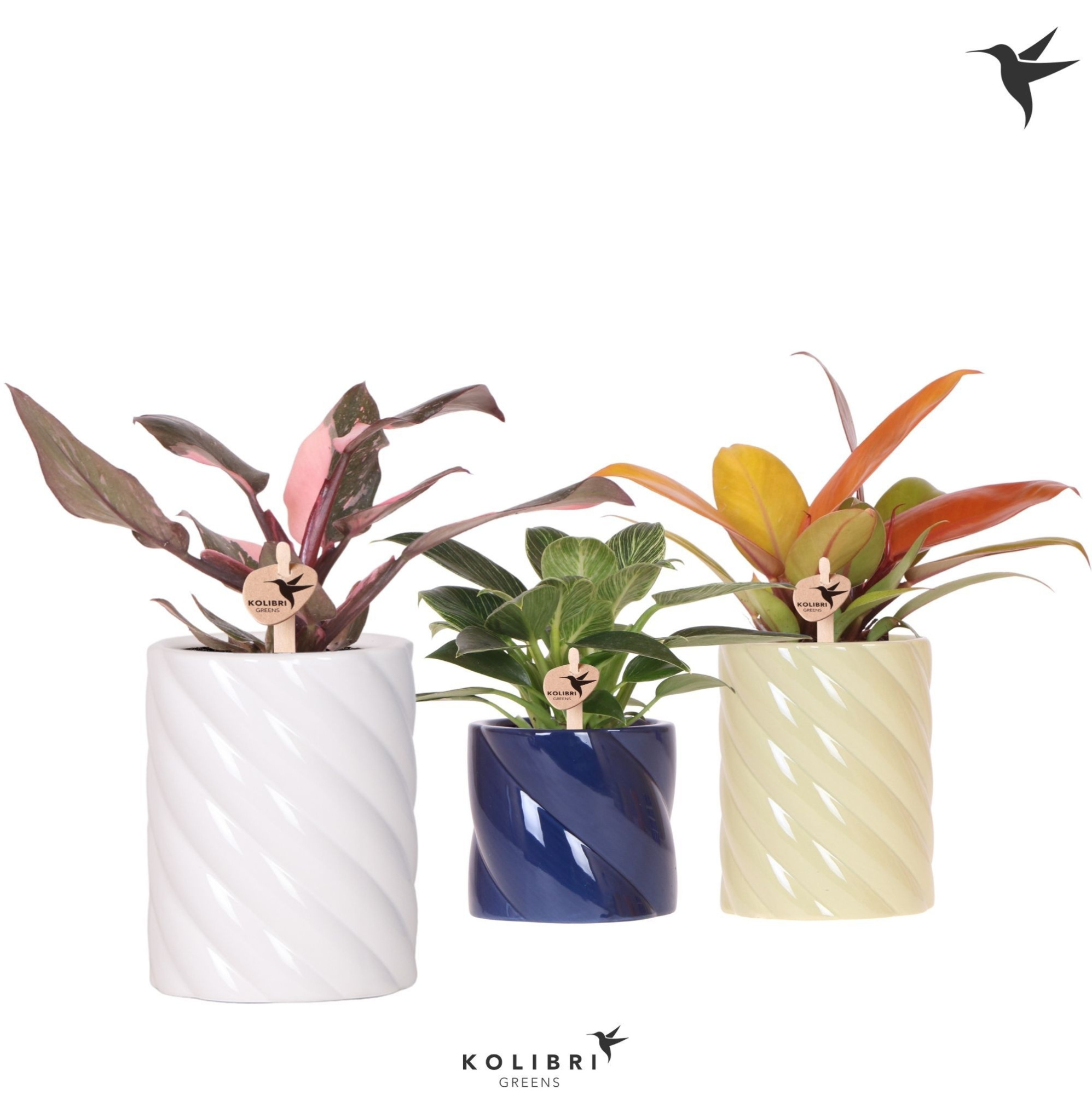 Kolibri Greens Philodendron mix in Candy pot blue mix, D 9