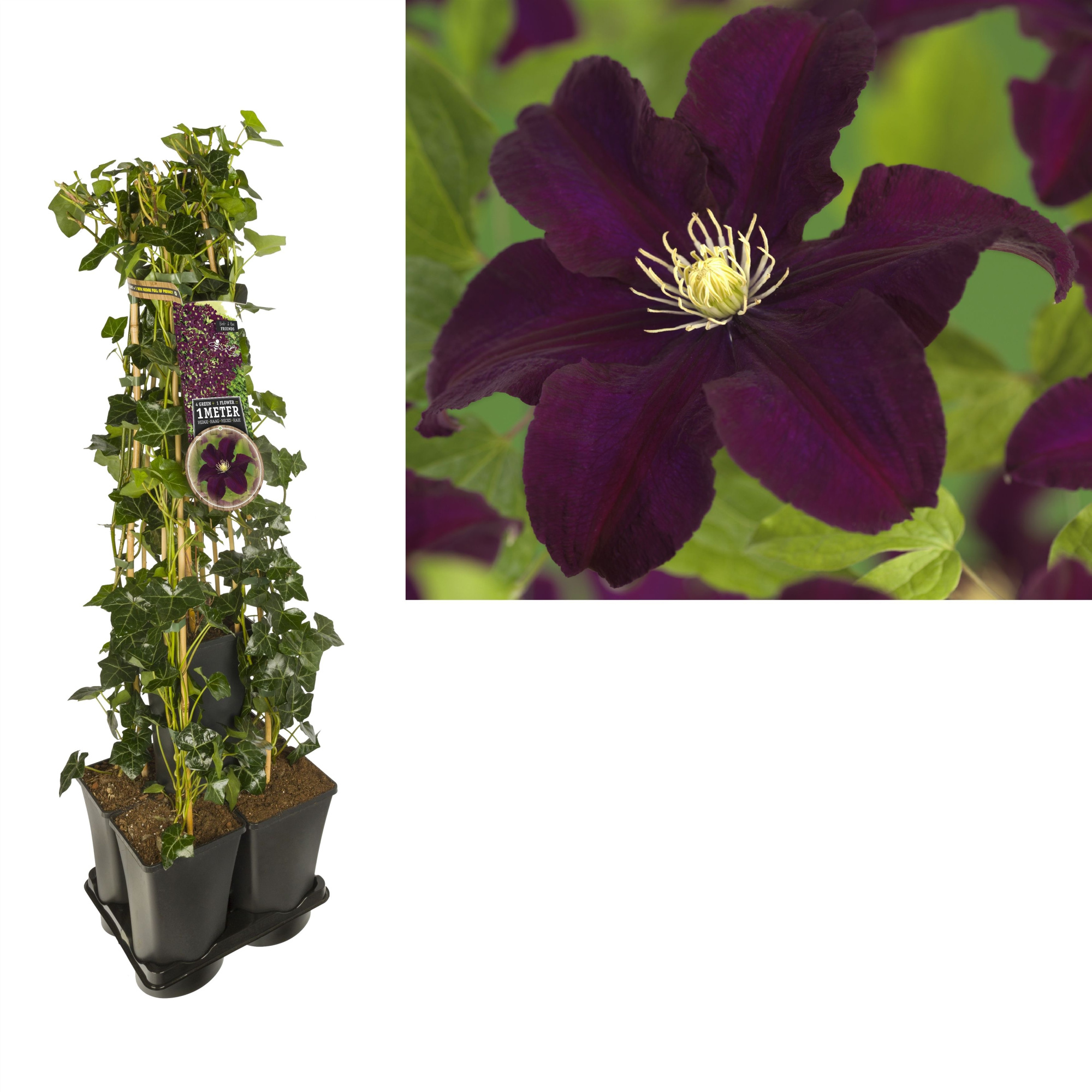 1 m. privacy mix Hedera + Clematis 'Warszawska Nike' +label, D 17 cm