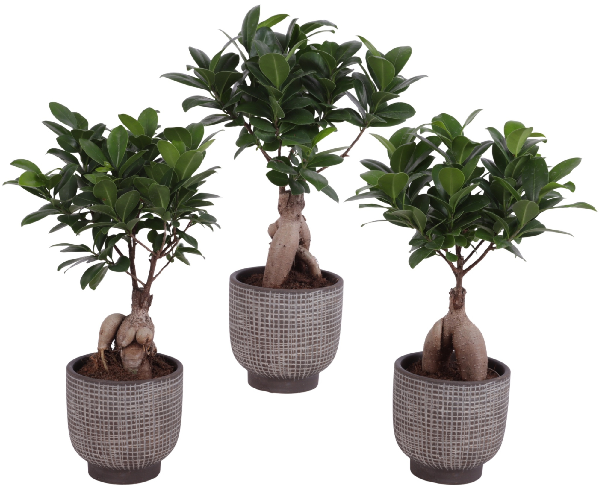 Ficus m. Ginseng Ball Shape Ø09cm in Ø11cm Ceramic PL671, D 11