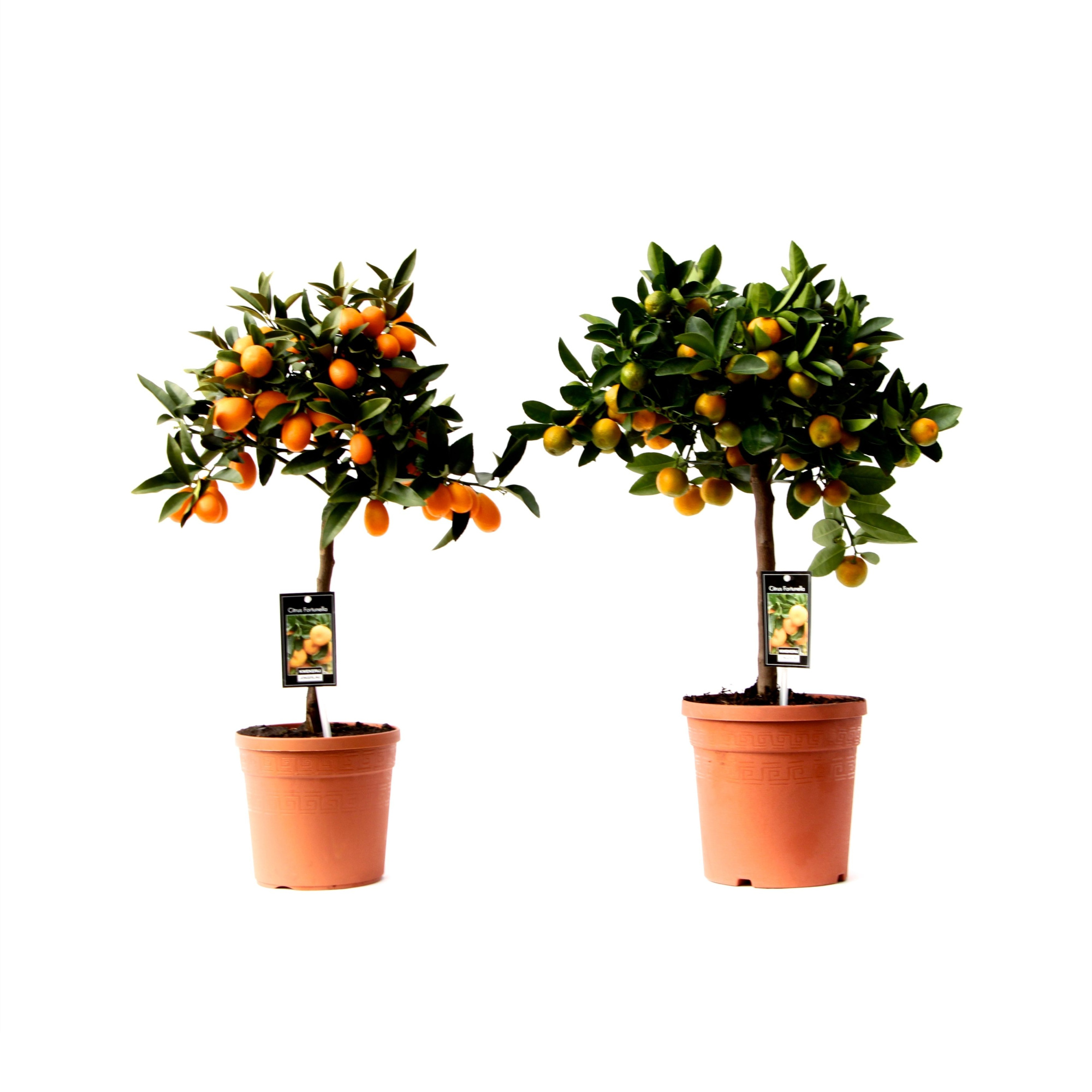 Citrus Mix 2 Soorten, D 19