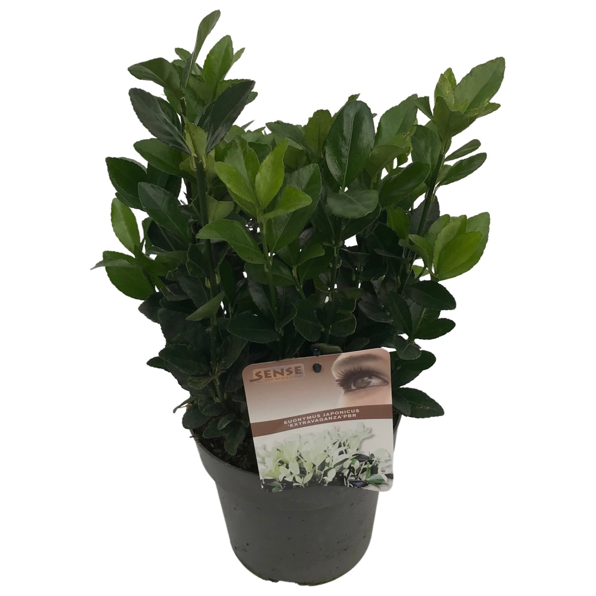 Euonymus jap. 'Extravaganza'® sense, D 17