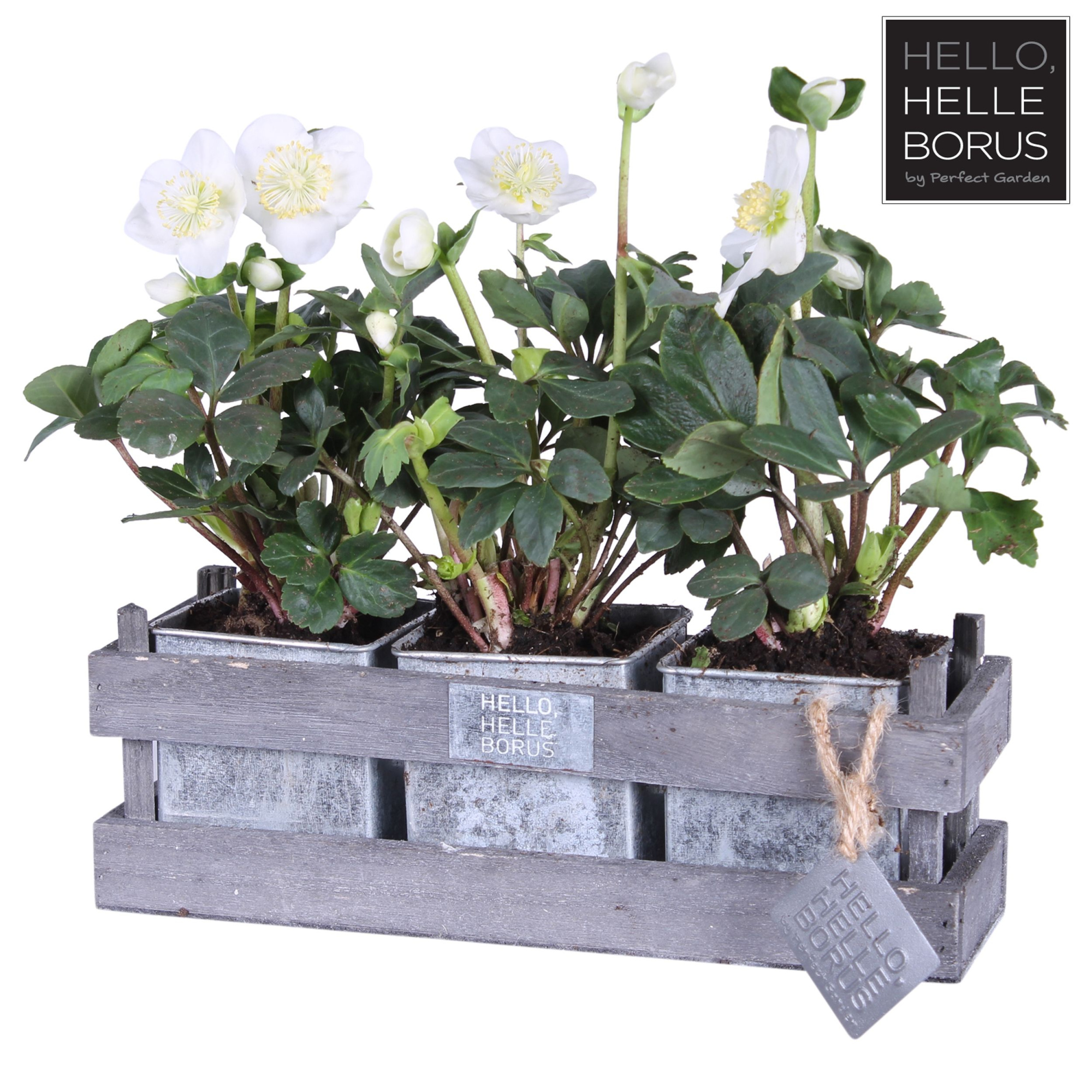 Helleborus niger 'Christmas Carol' P12 (3-pack wood/zinc), D 12 cm