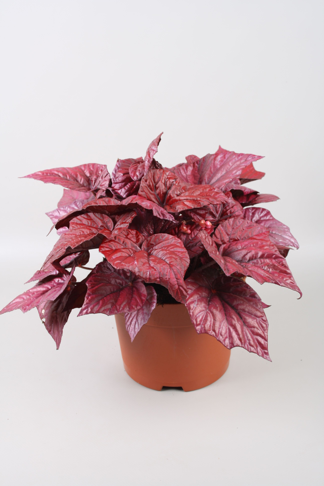 Begonia Beleaf Inca Flame, D 17 cm