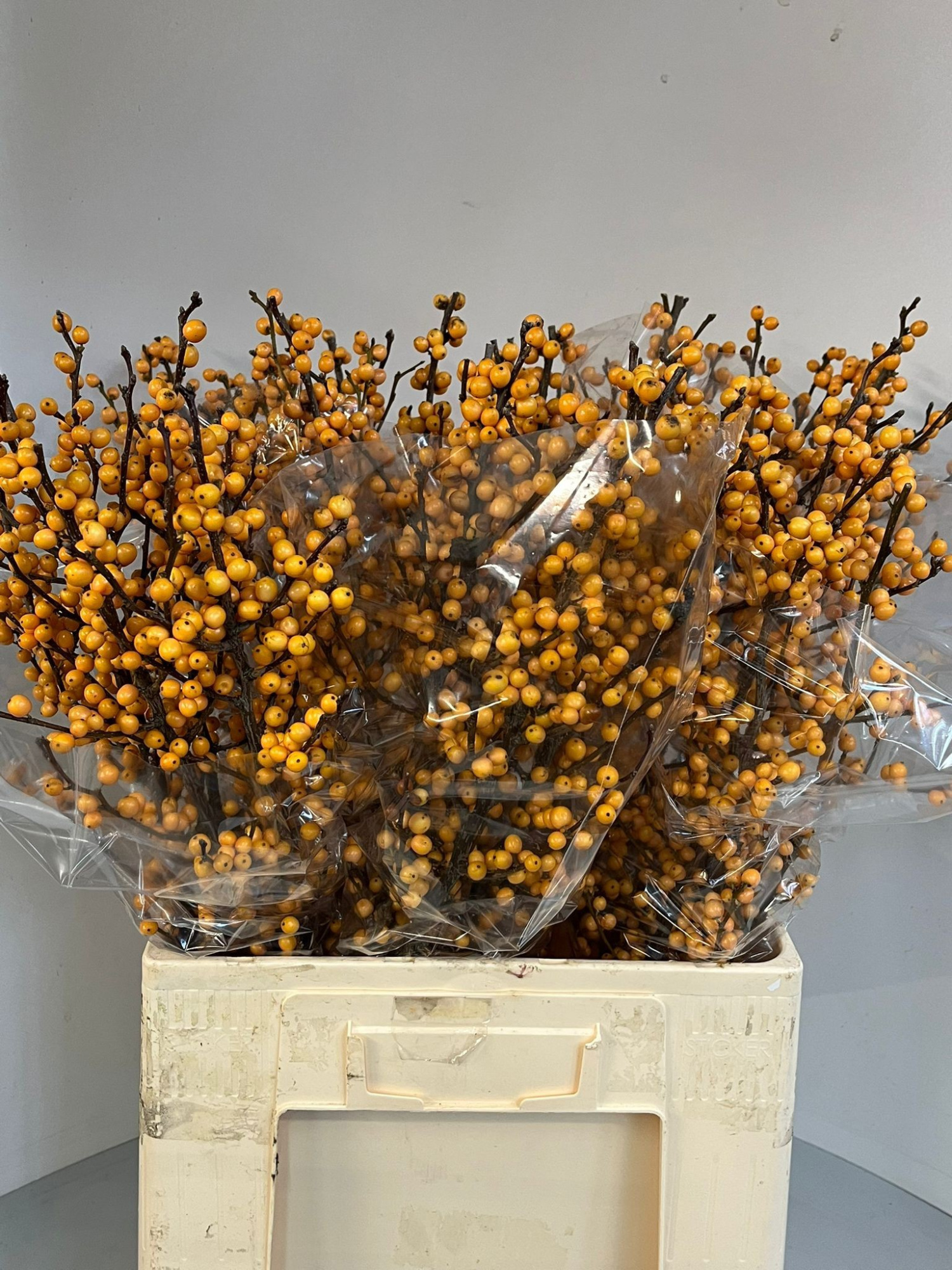 Илекс Голден Вербум 70, шт.