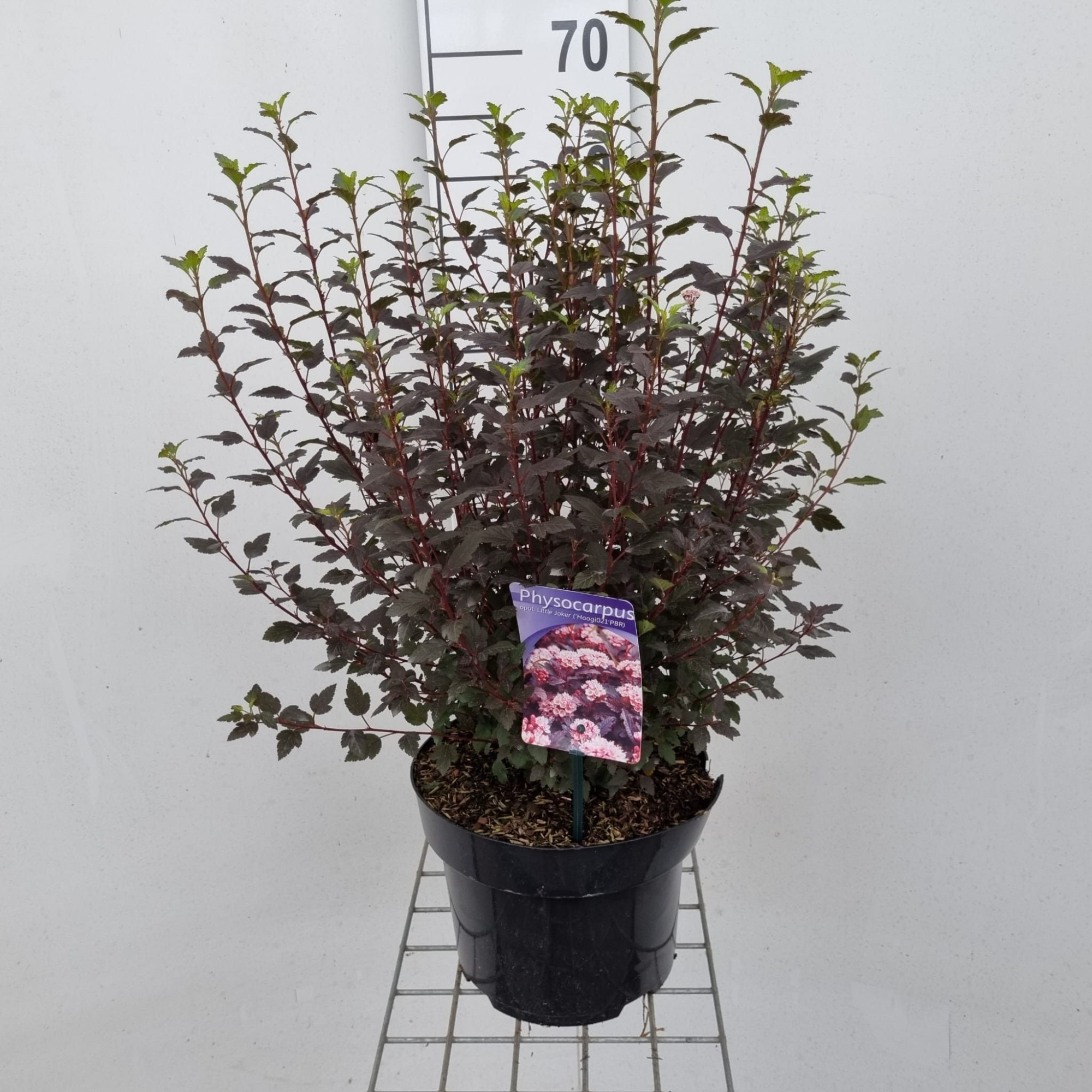 Physocarpus opulifolius Little Joker ('Hoogi021'PBR), D 23 cm