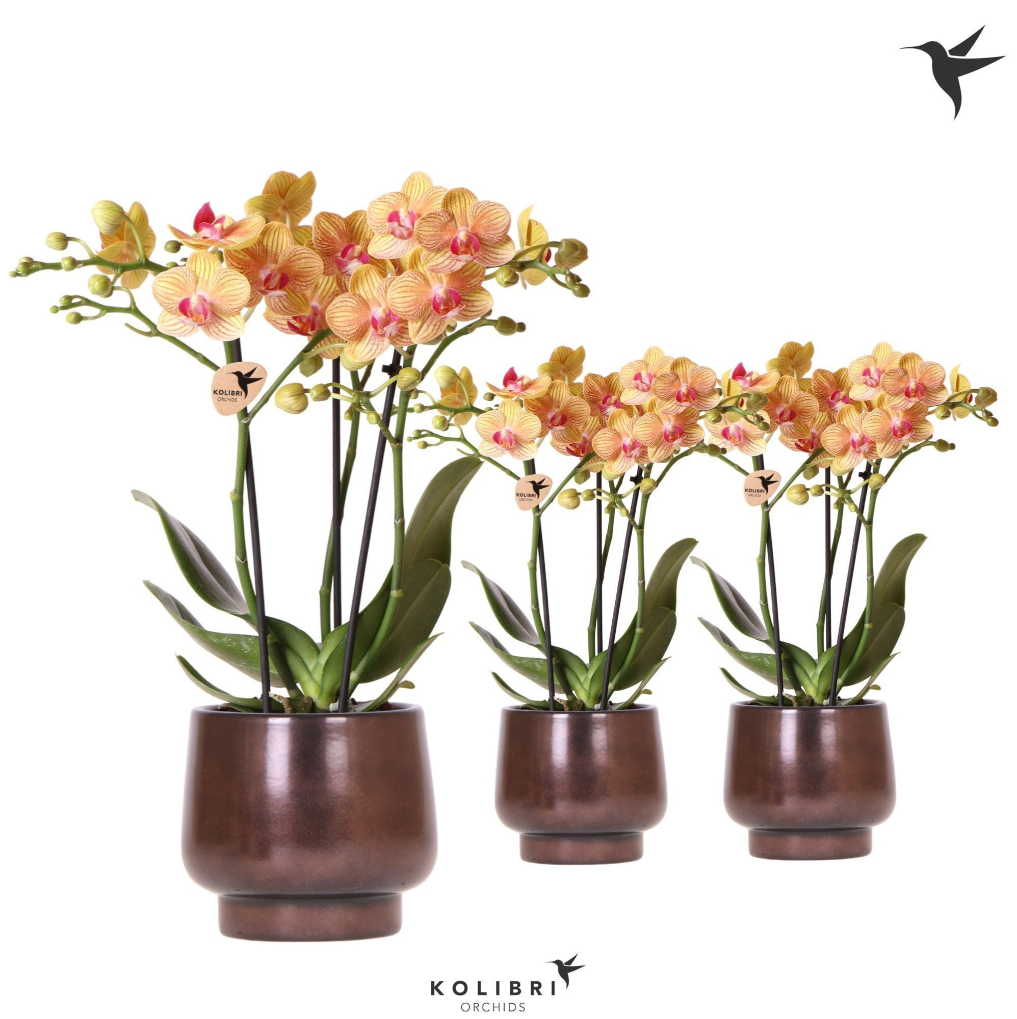 Kolibri Orchids Phalaenopsis orange 3spike in Scandic pot copper, D 9