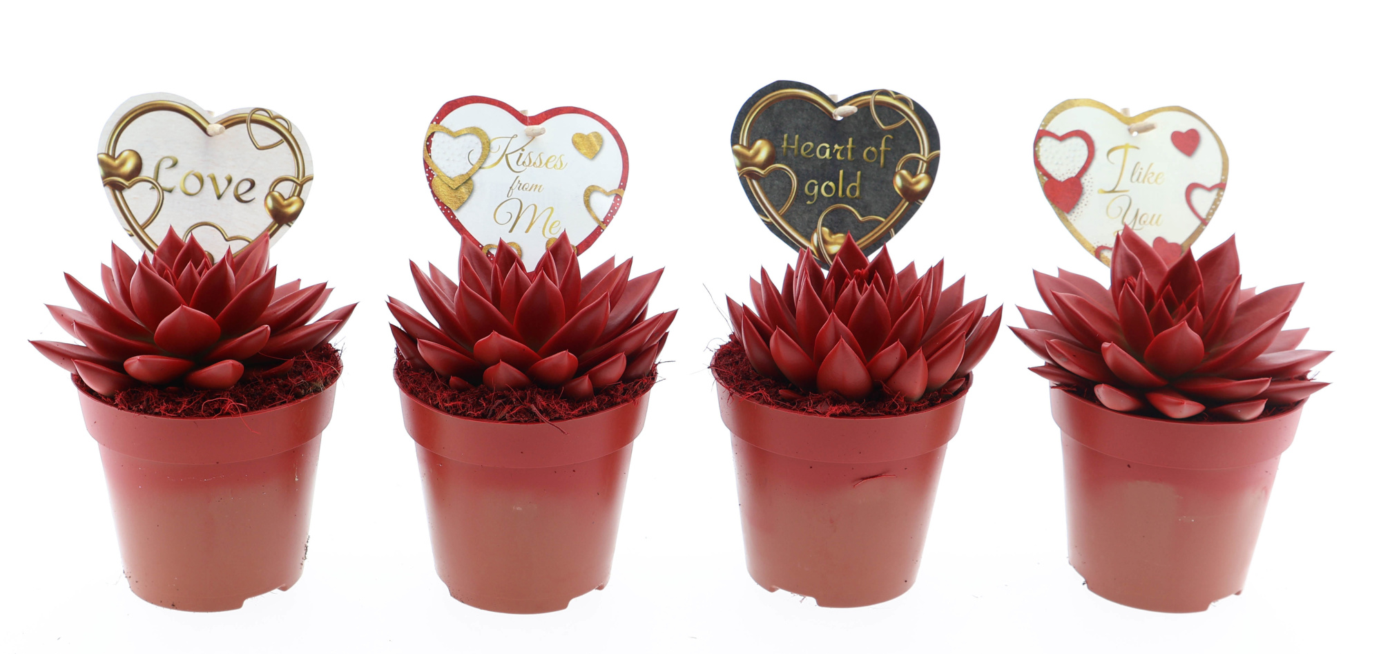 Miranda rood + love etiket, D 12