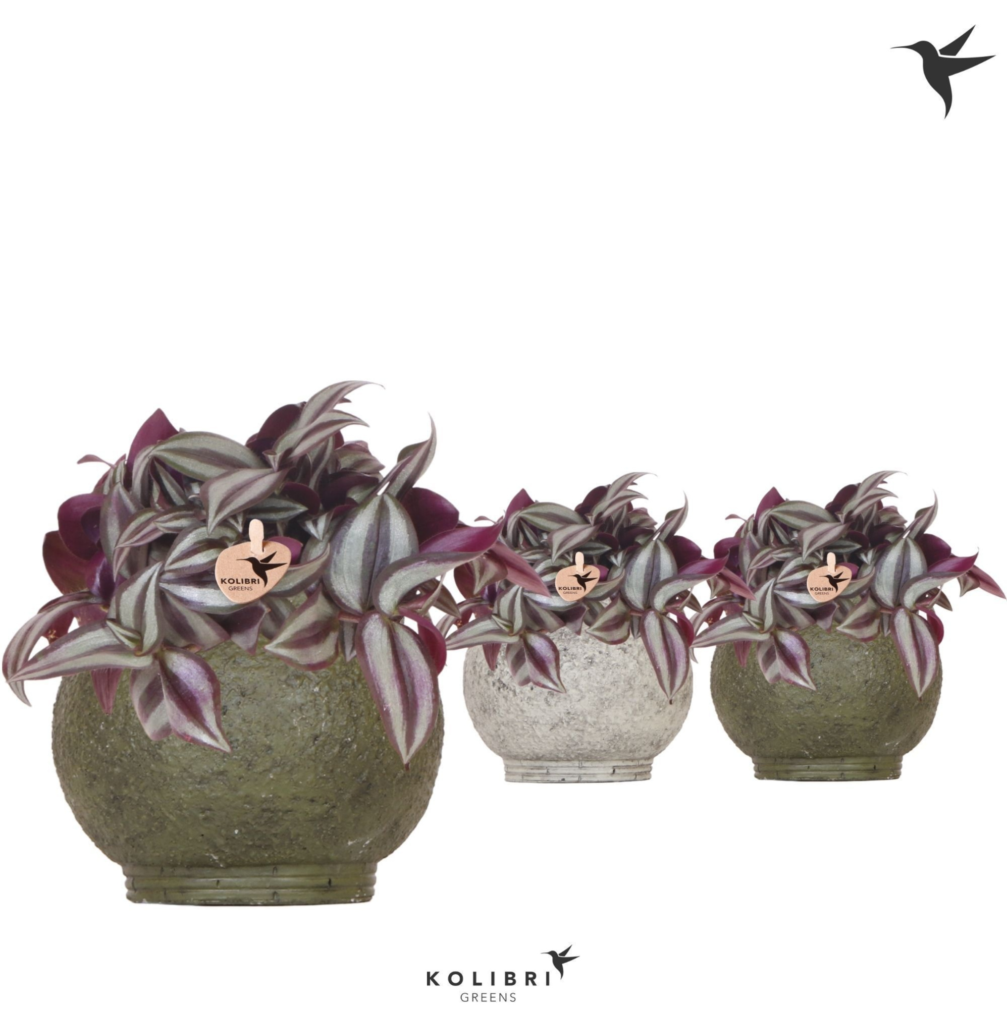 Kolibri Greens Tradescantia Zebrina in Ancient pot green mix, D 9 cm