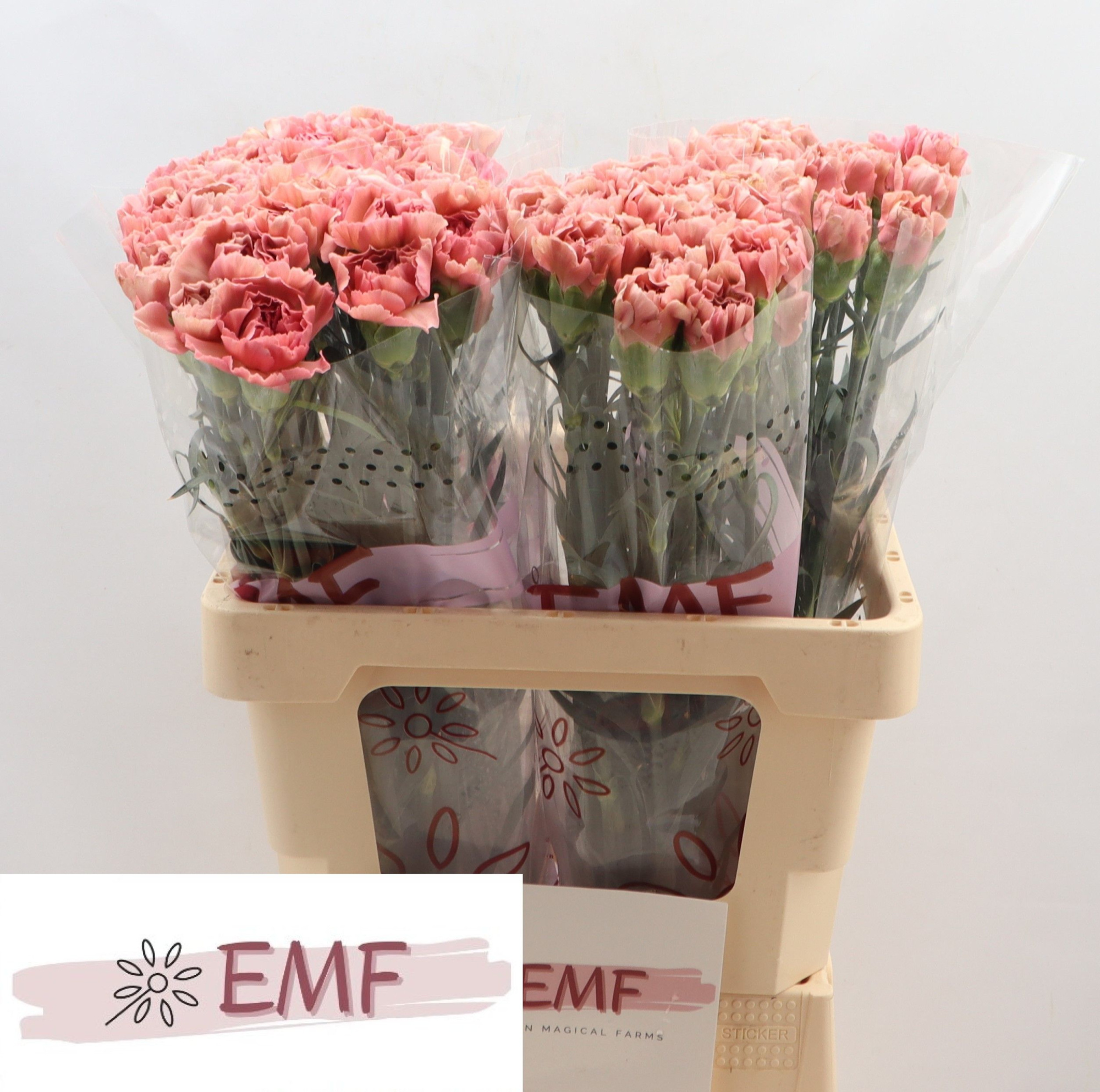 Диантус од. Леди Даяна, шт.