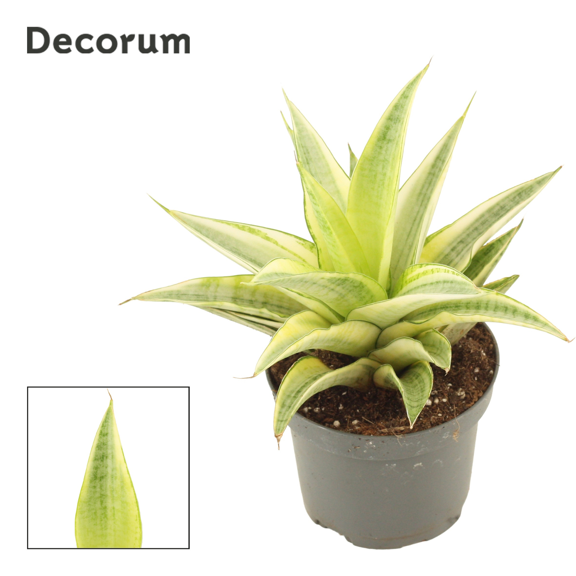 Sansevieria Gabriella Crown 9 cm (Decorum), D 9