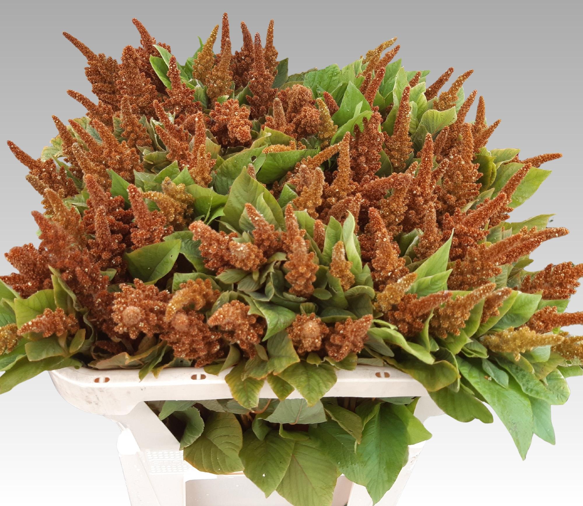 Амарантус Хот Бисквитс 70, шт.