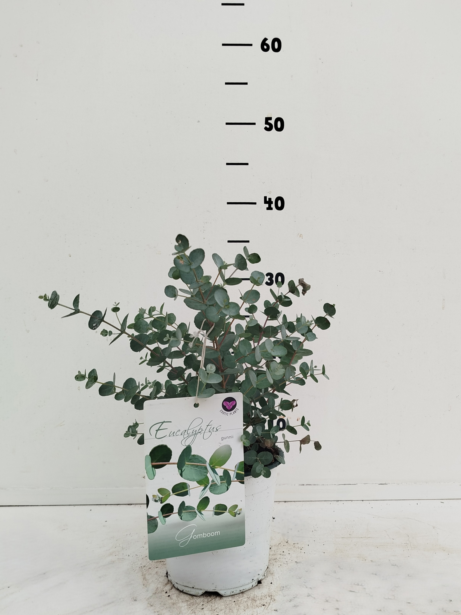 Eucalyptus gunnii, D 15