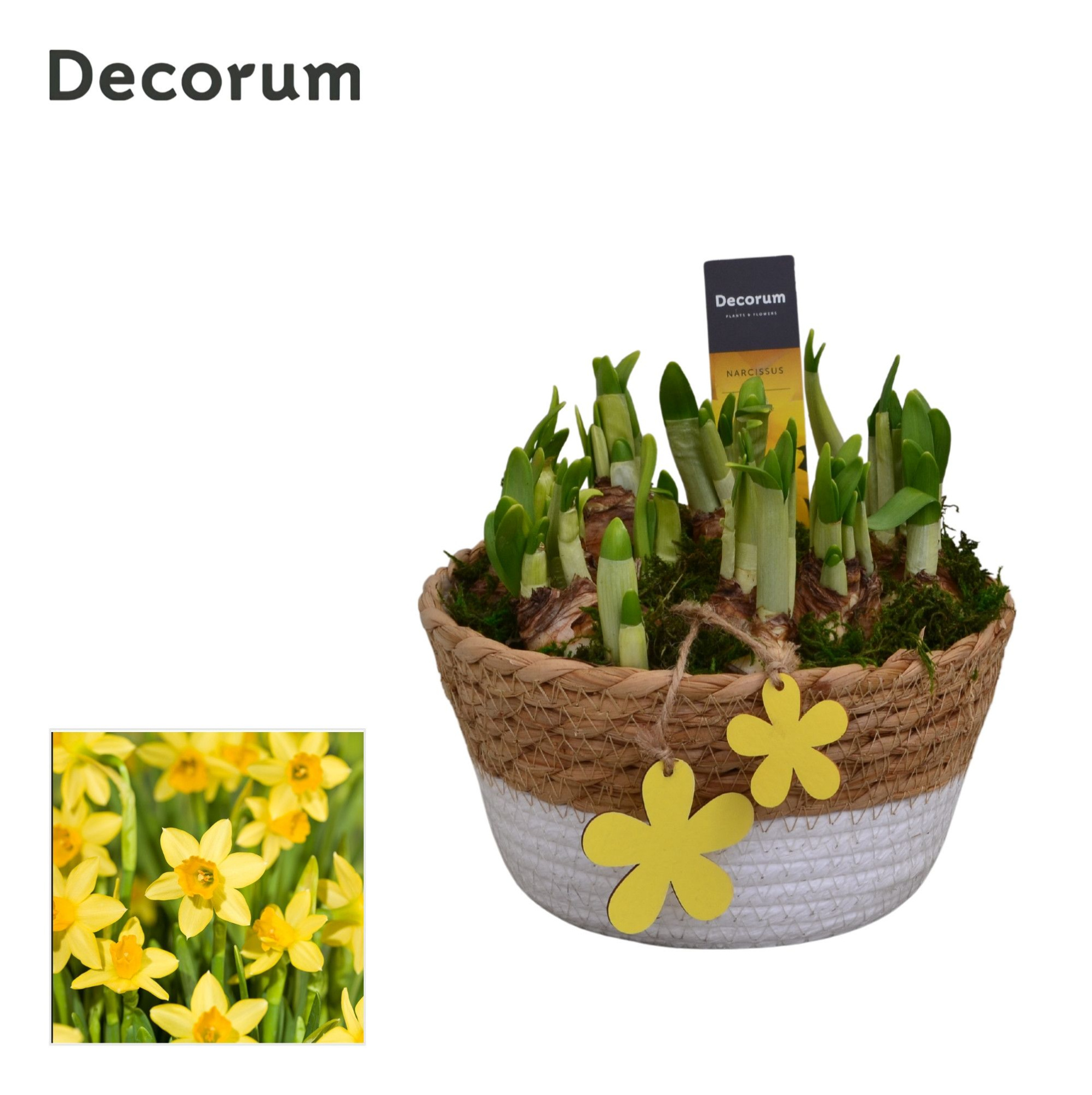 Narcis Urban schaal HL10913N, D 17