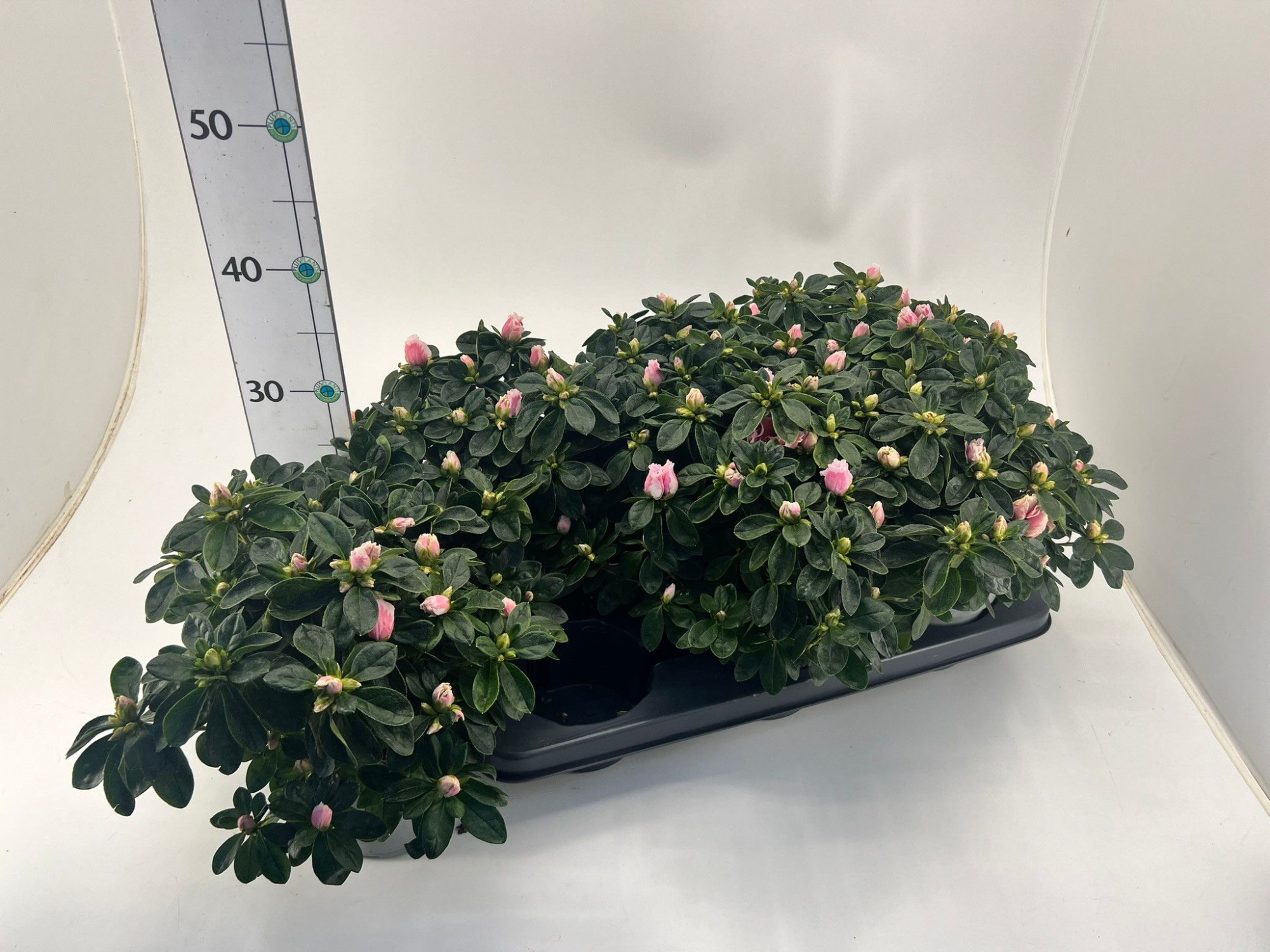 Rhododendron simsii T14 ⌀22-25 light pink/white, D 14