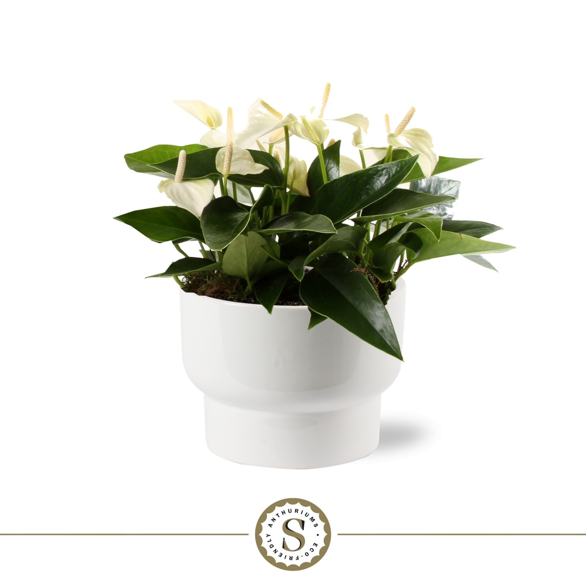 Athene Keramiek White - White, D 17 cm