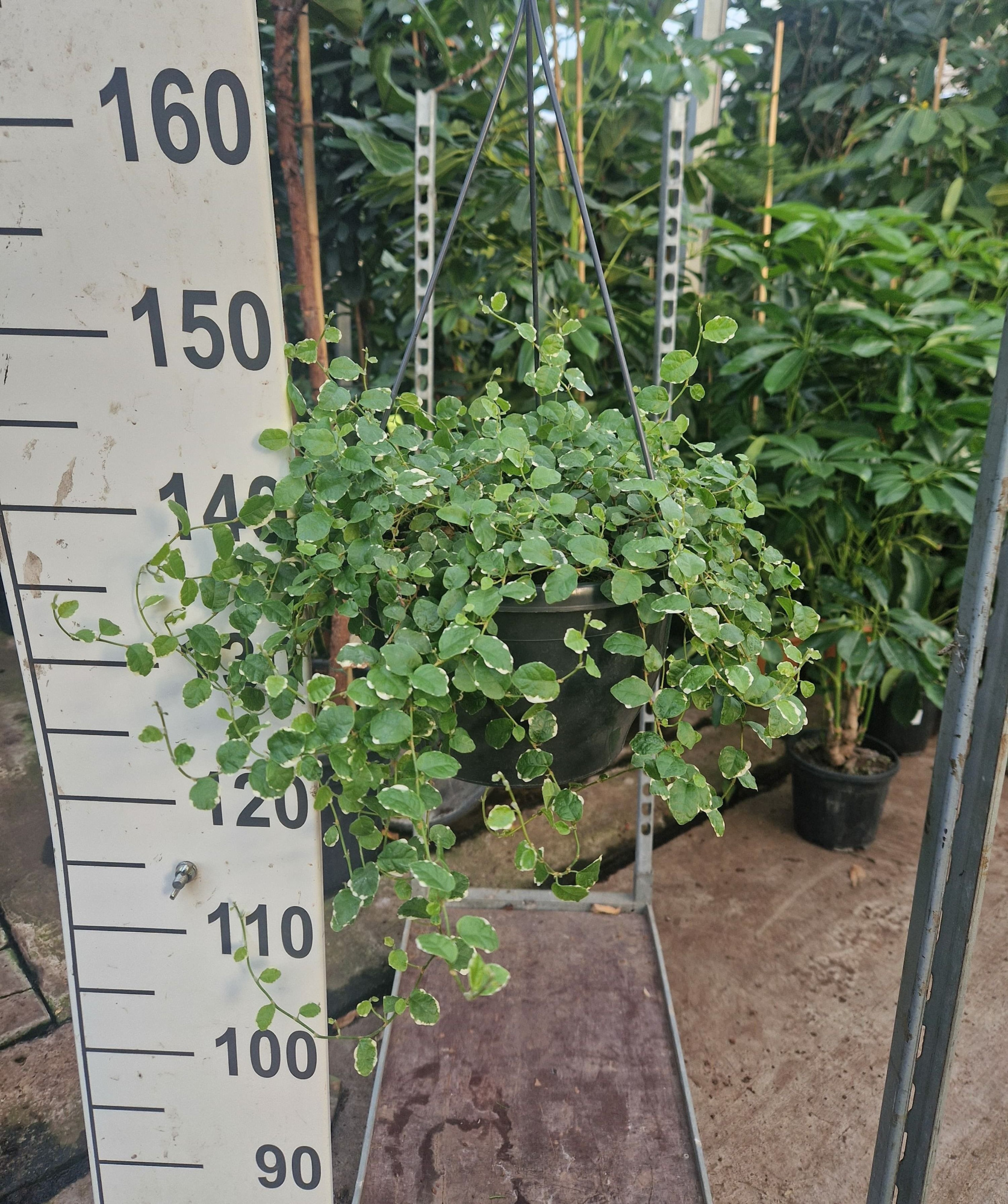 Ficus Pumila 'White Sunny' hangplant, D 23 cm