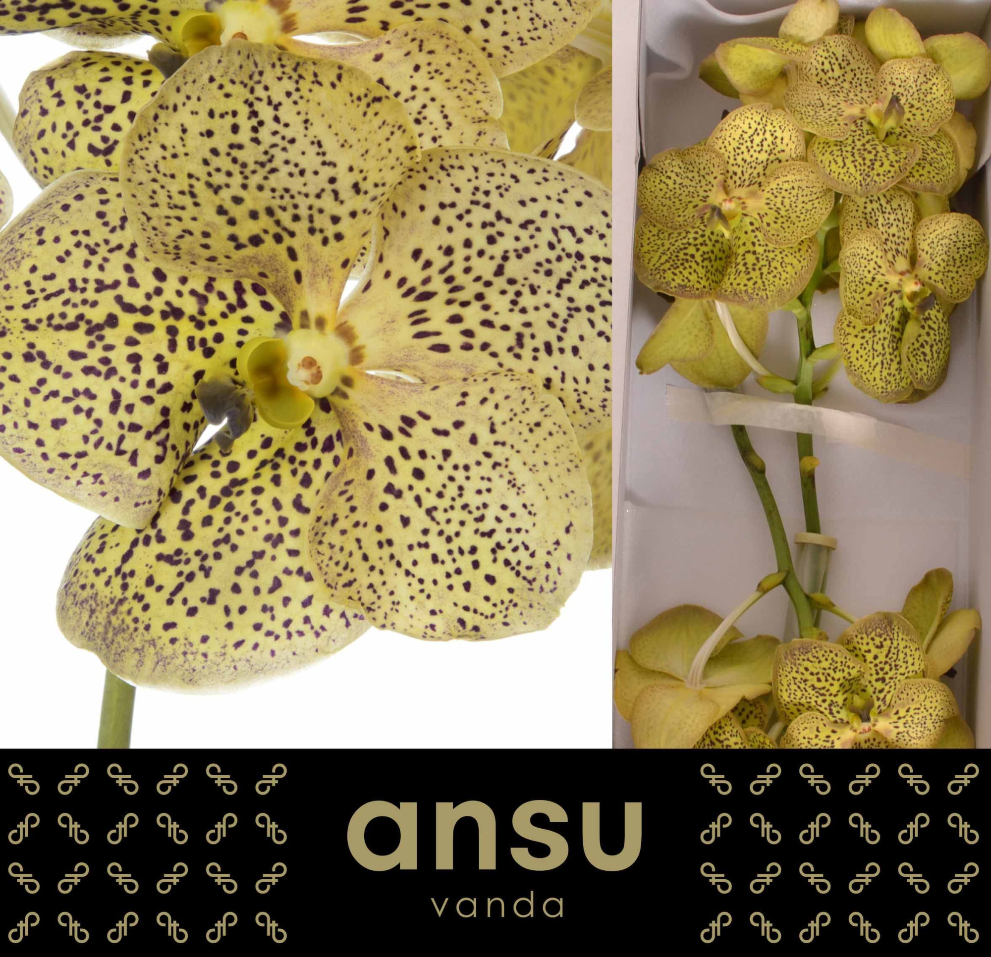 Ванда Сунанда Чиз Цитрон x16, шт.