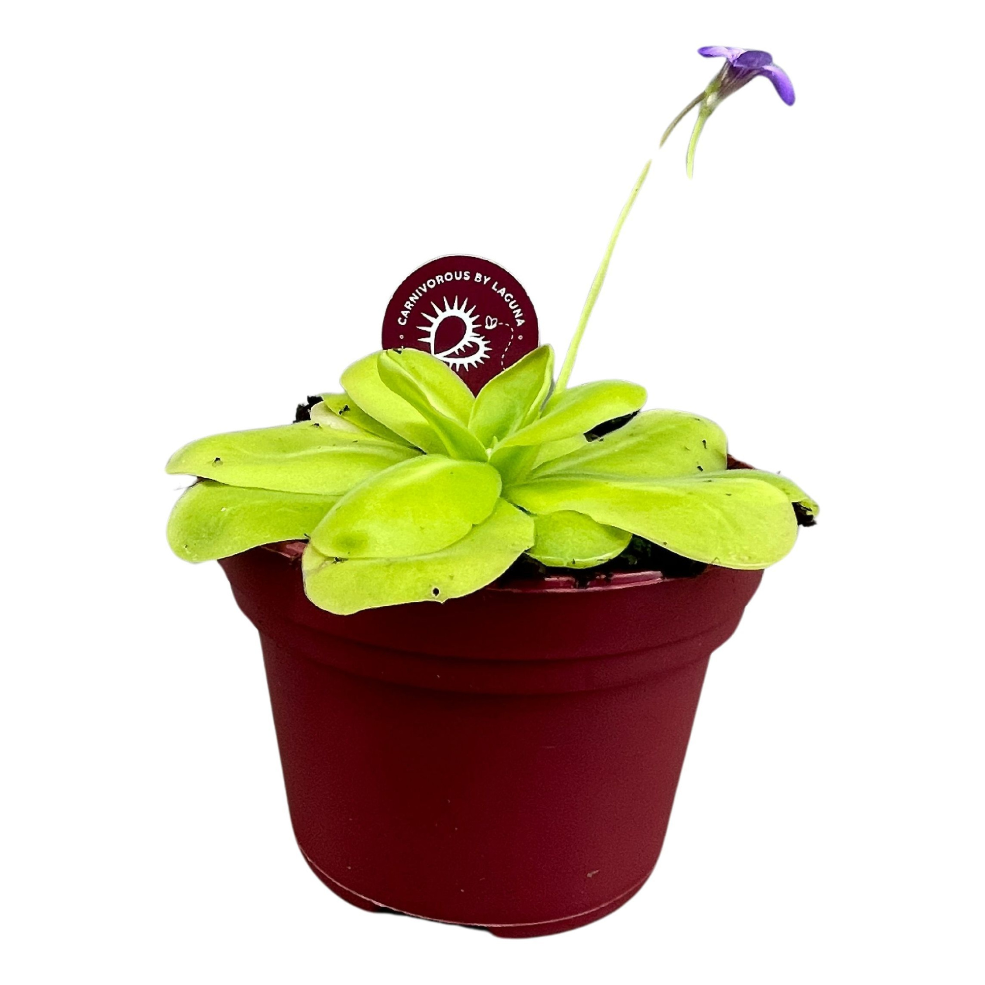 Pinguicula 12 cm, D 12 cm