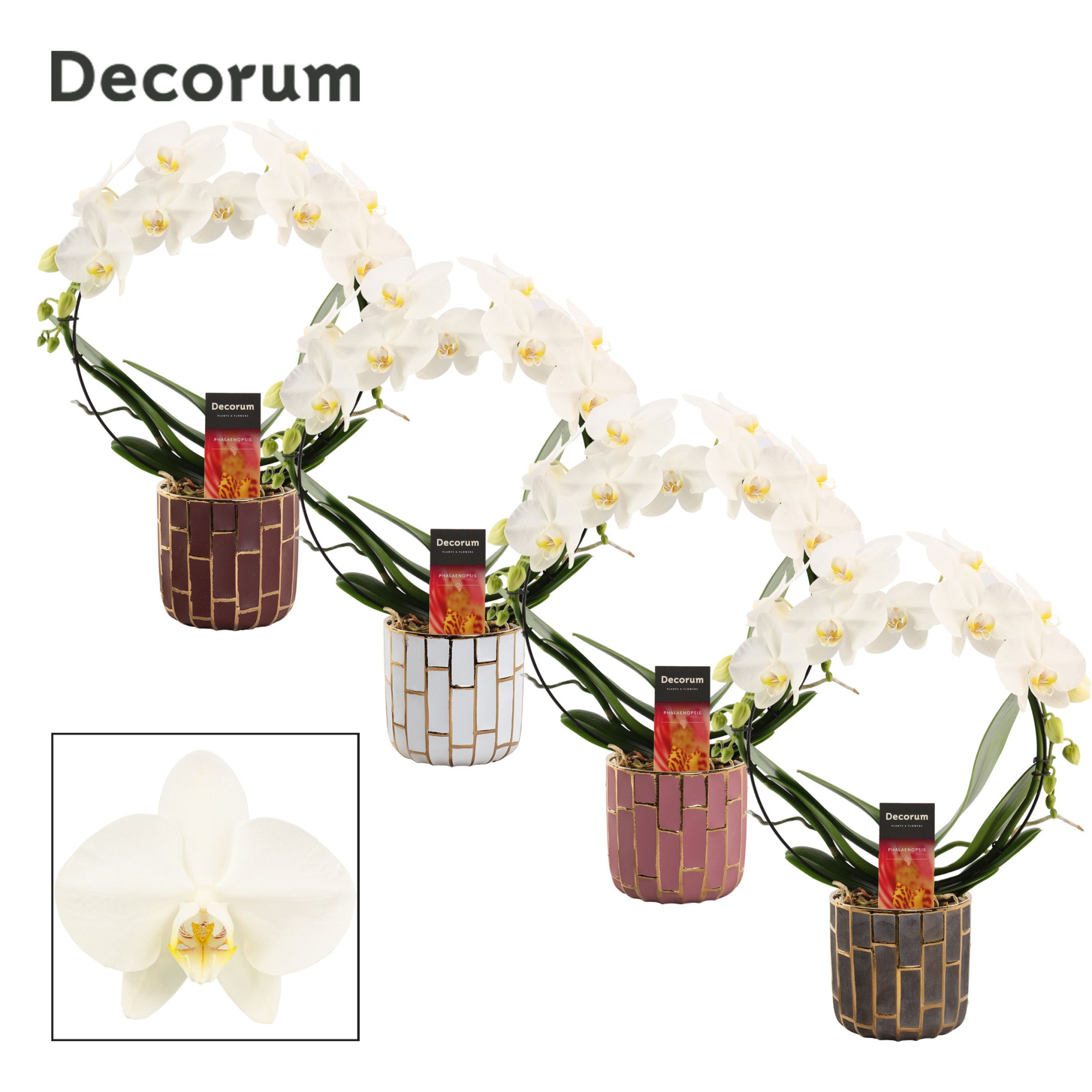 Phalaenopsis boog wit in Pascalle (Luxury world-collection), D 12 cm