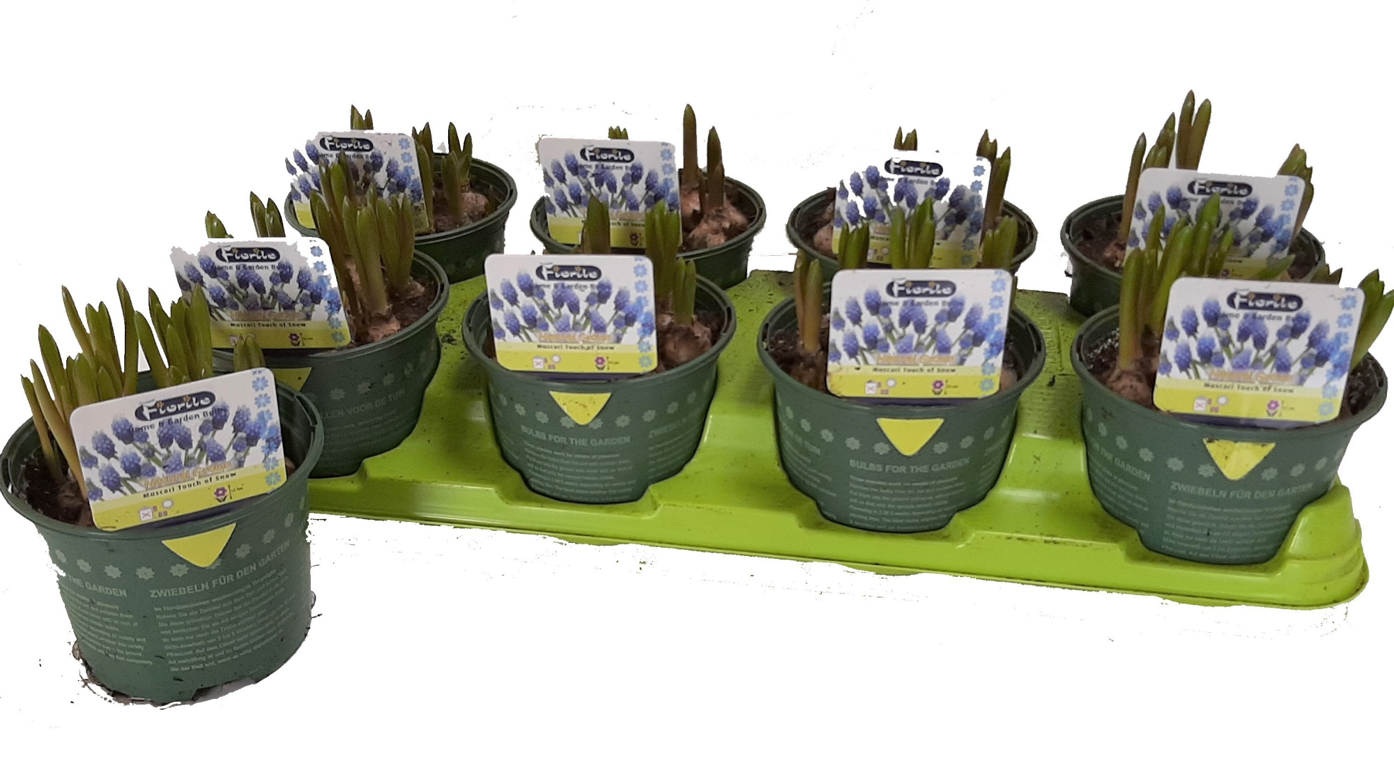 Muscari Touch of Snow, D 13