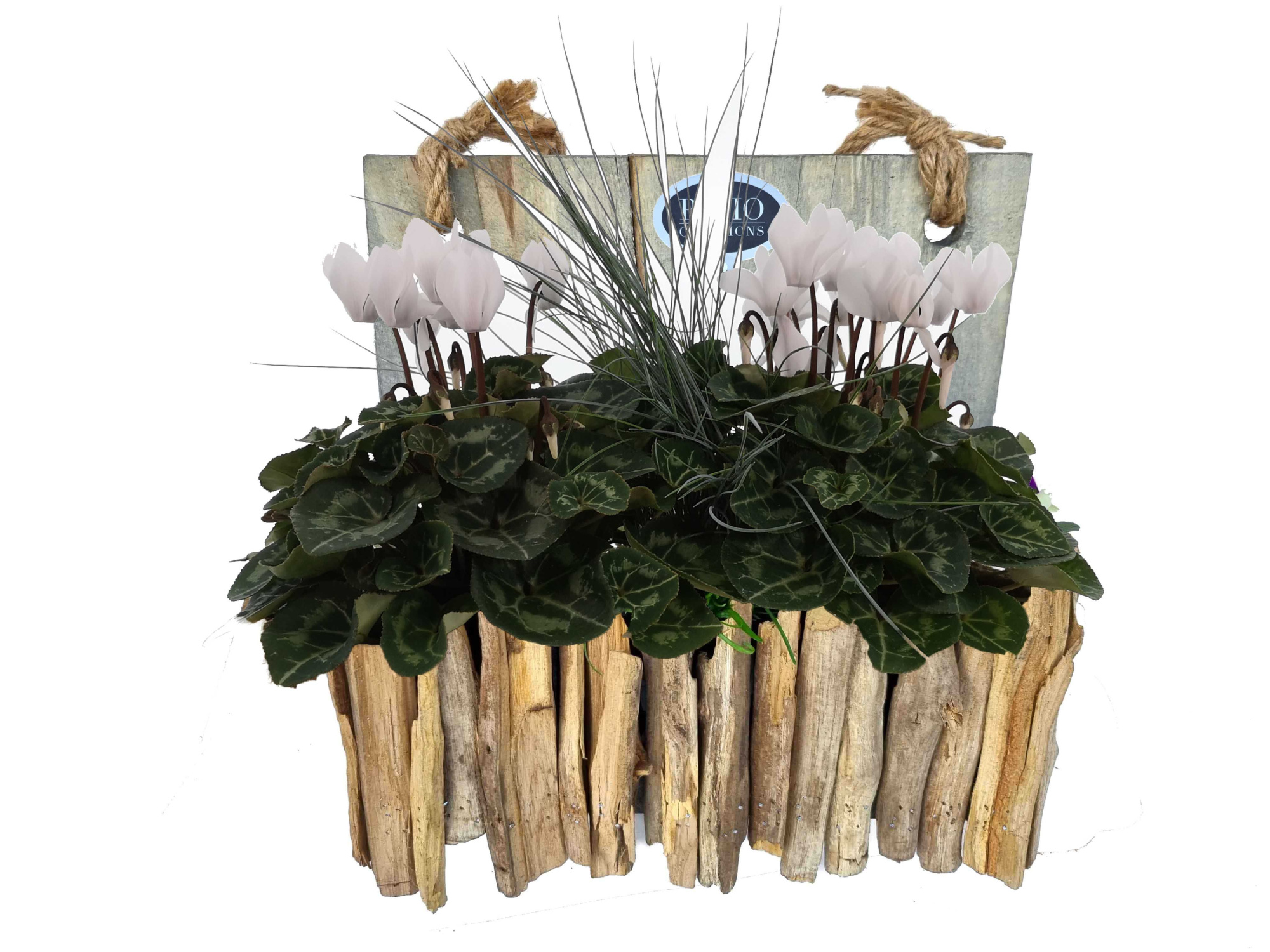 CYF707-9003 WIT Cyclaam WIT/Festuca wandhanger drijfhout M, D 32 cm