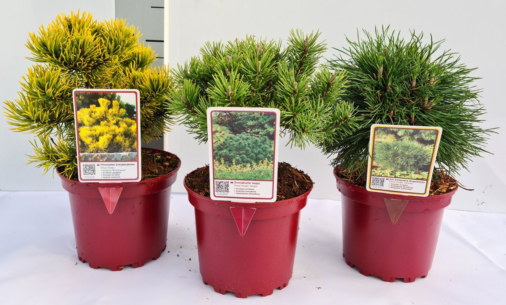 Pinus Mix C2 15-20, D 17 cm