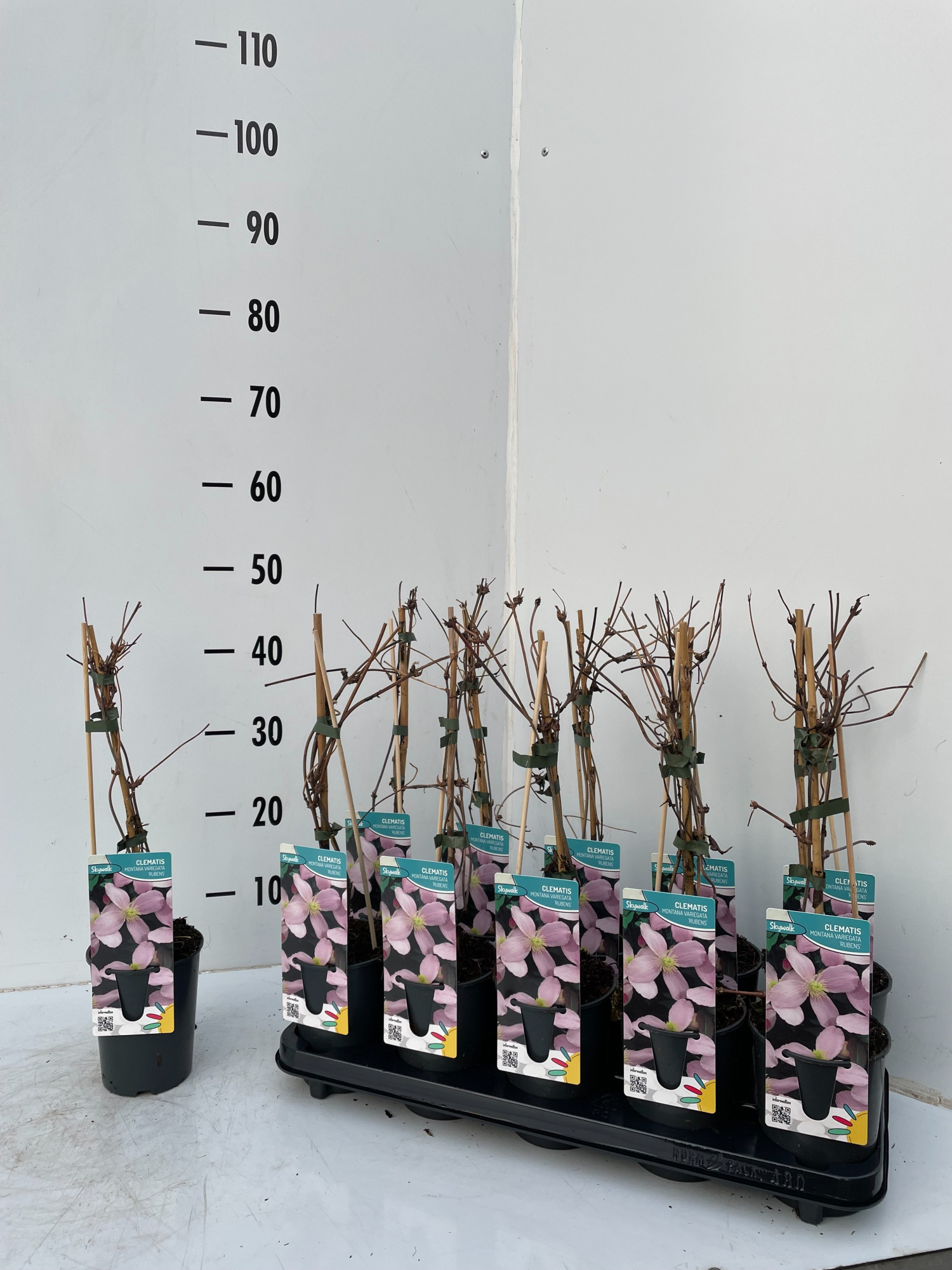 clematis montana rubens, D 12