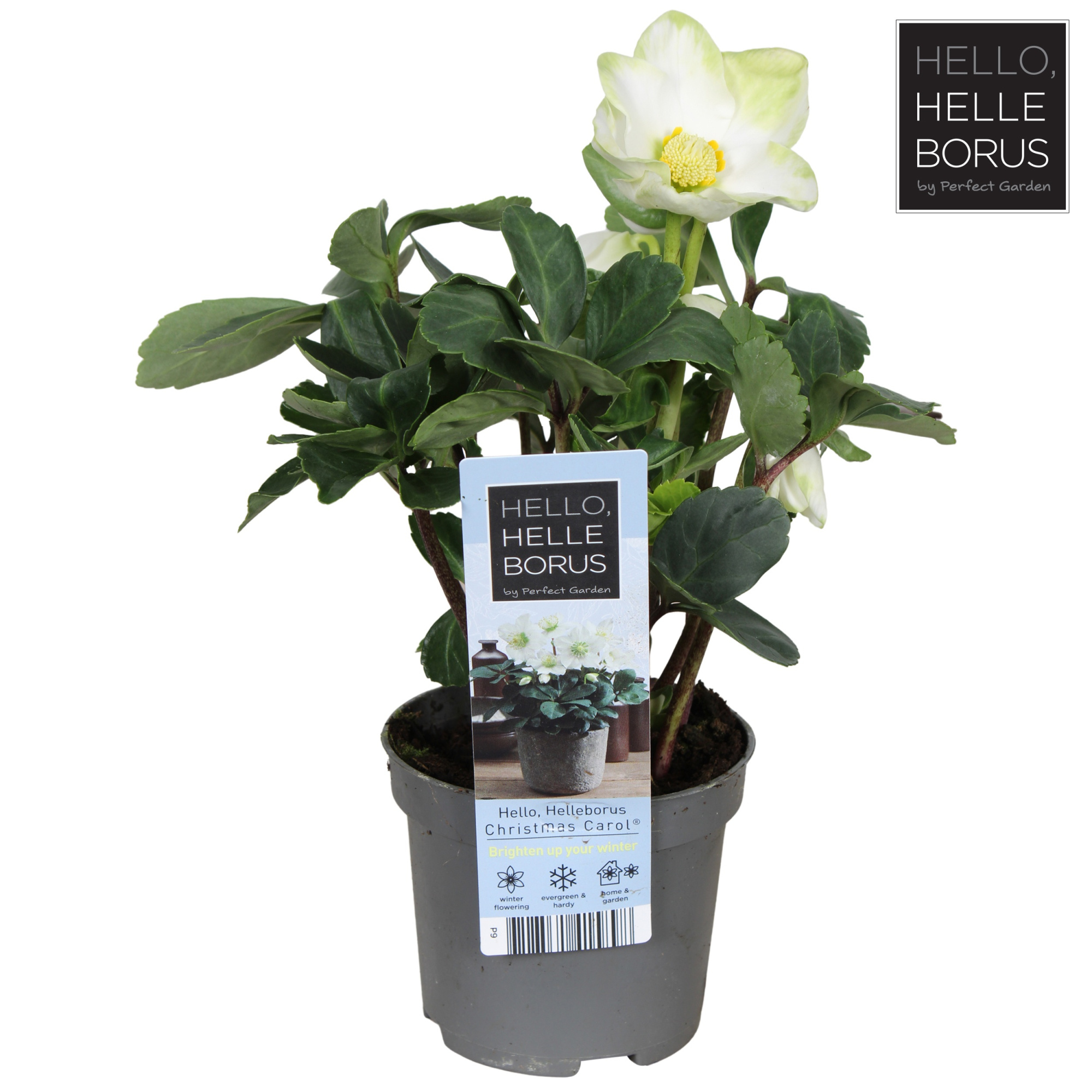 Helleborus niger 'Christmas Carol' P9, D 9 cm