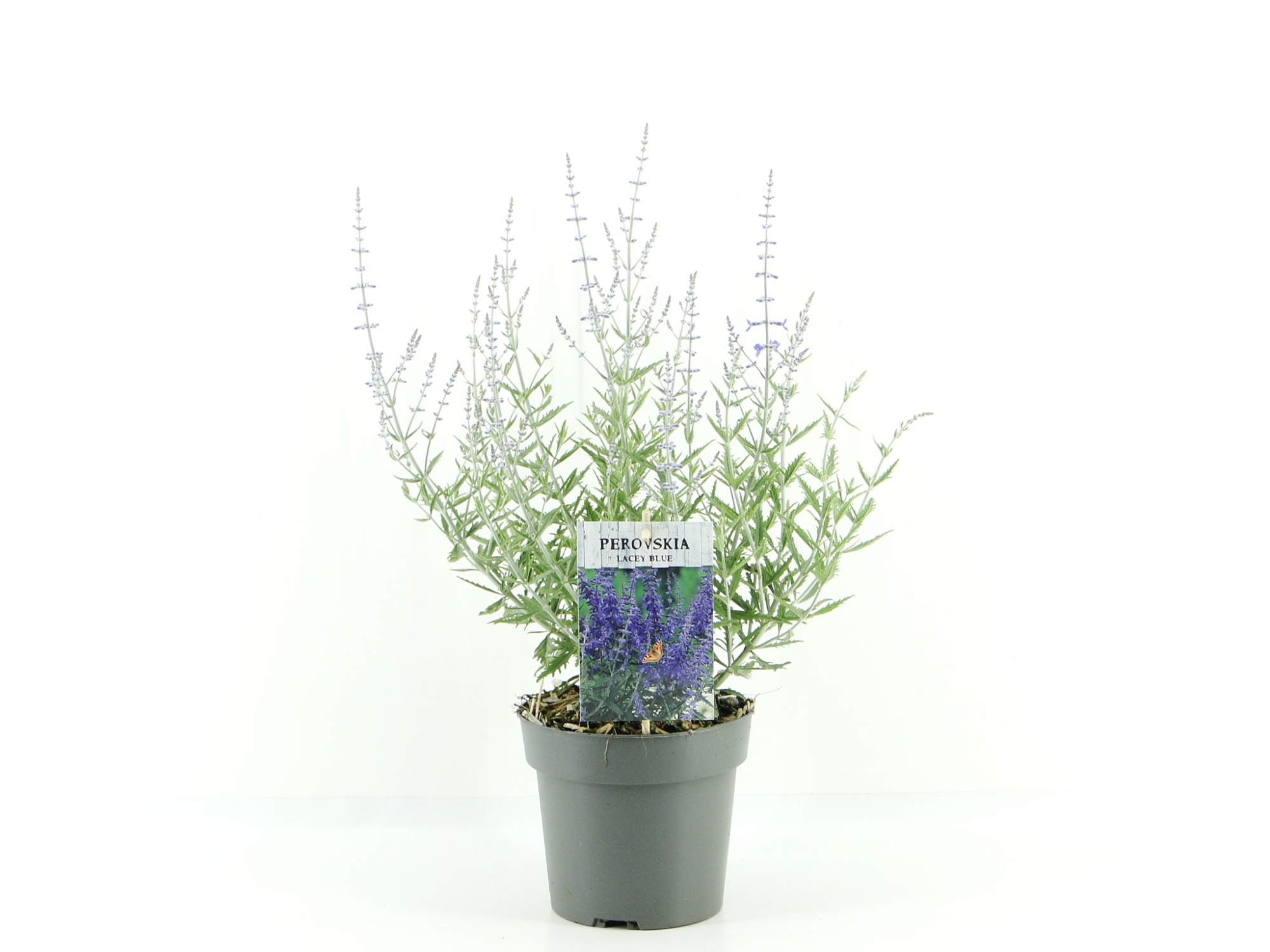 Perovskia atr. Lacey Blue (antraciet) C2, D 17 cm