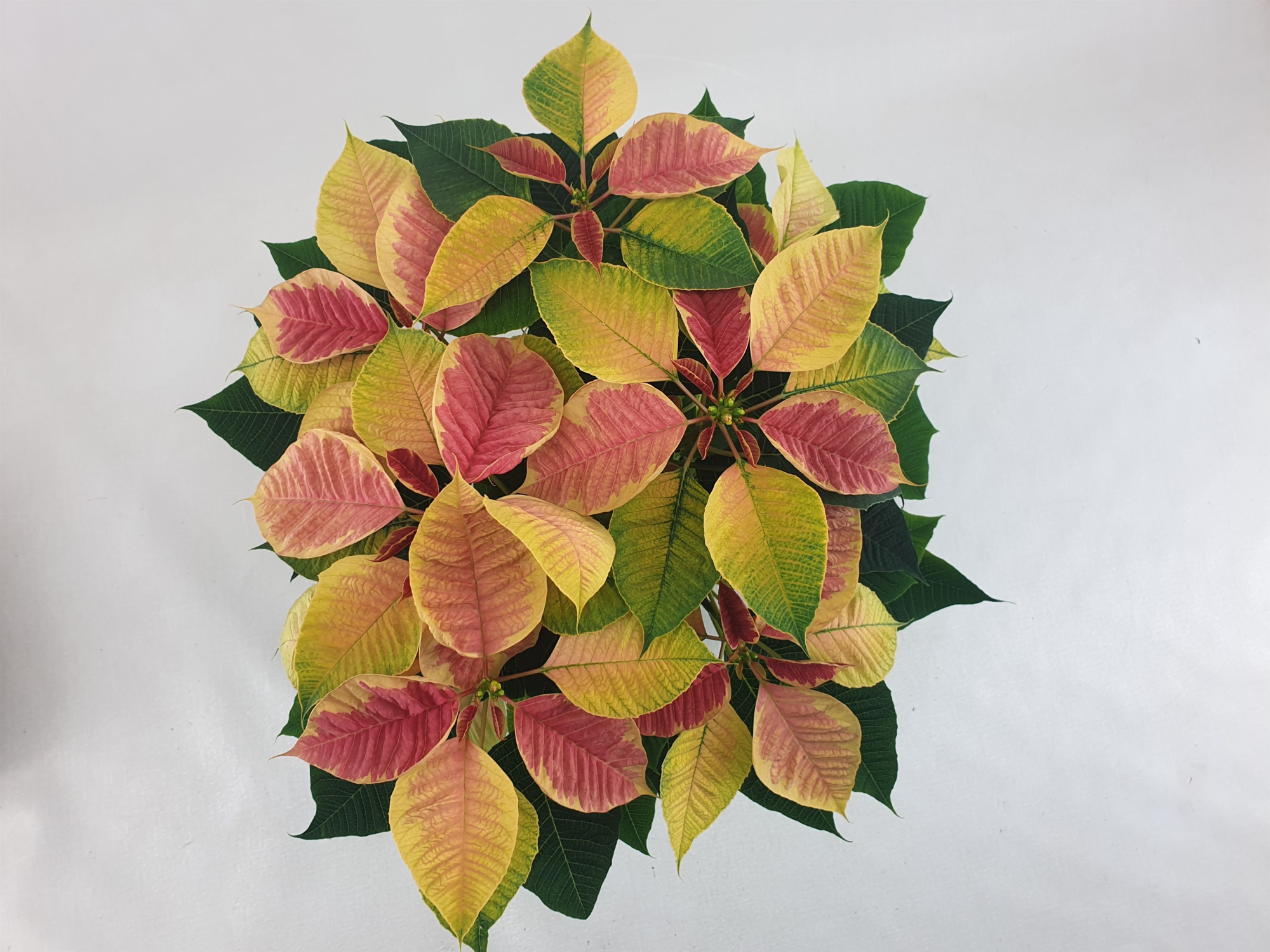 Poin Christmas Feelings Marble pot 13 cm (Euphorbia), D 13 cm