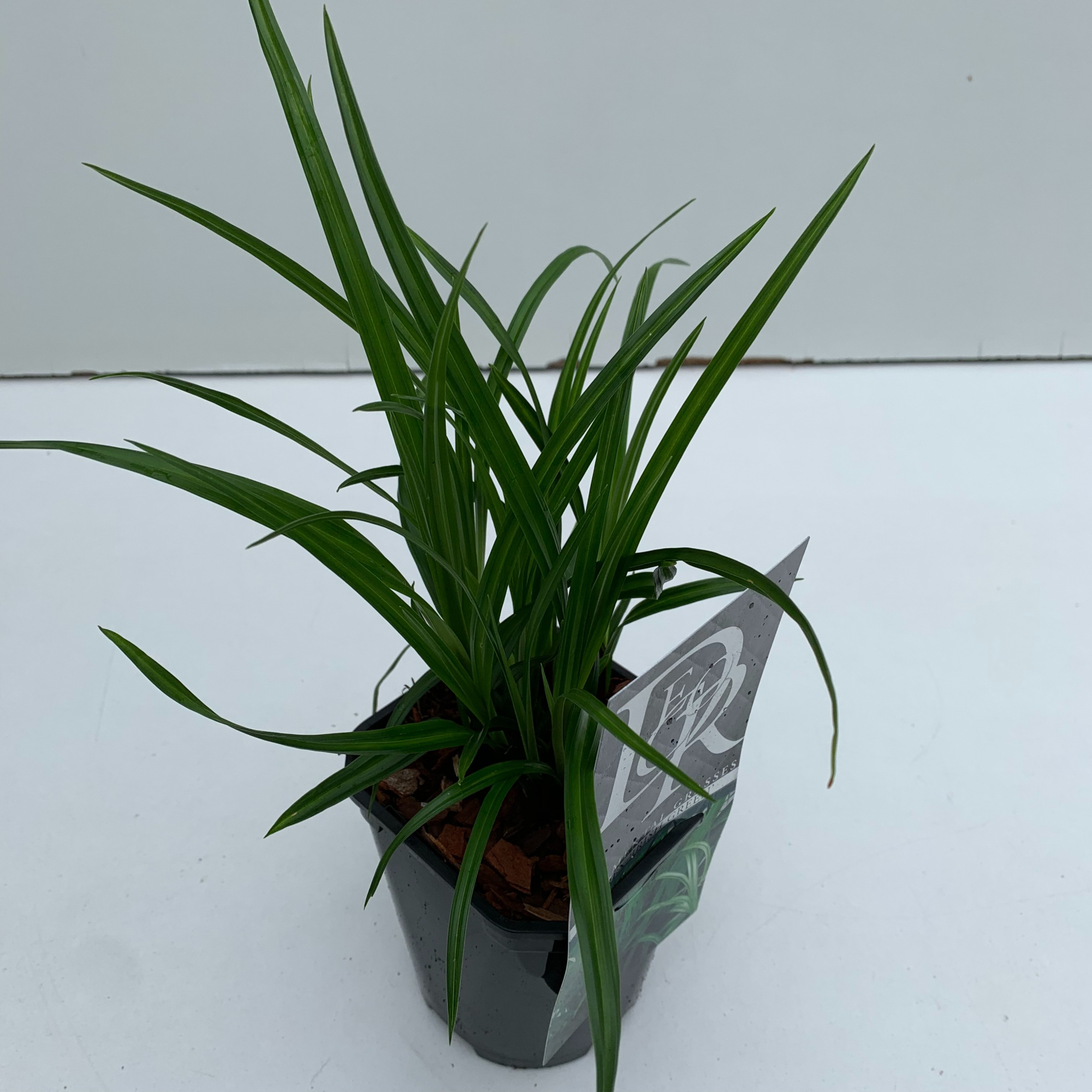 Carex 'Irisch Green', D 13 cm