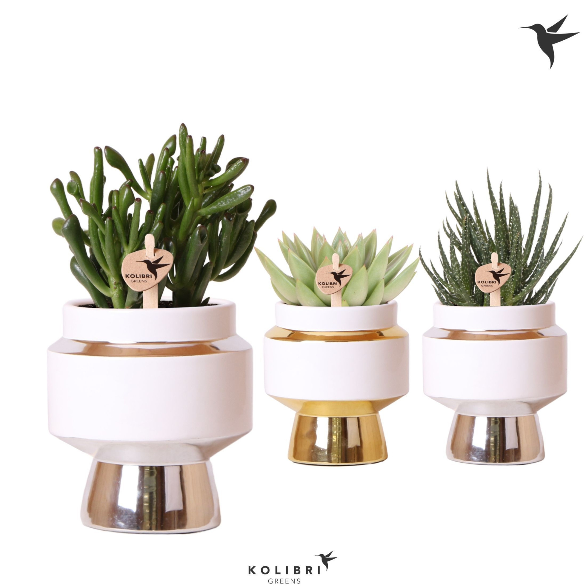 Kolibri Greens Succulenten mix in Le Chic pot mix, D 9 cm