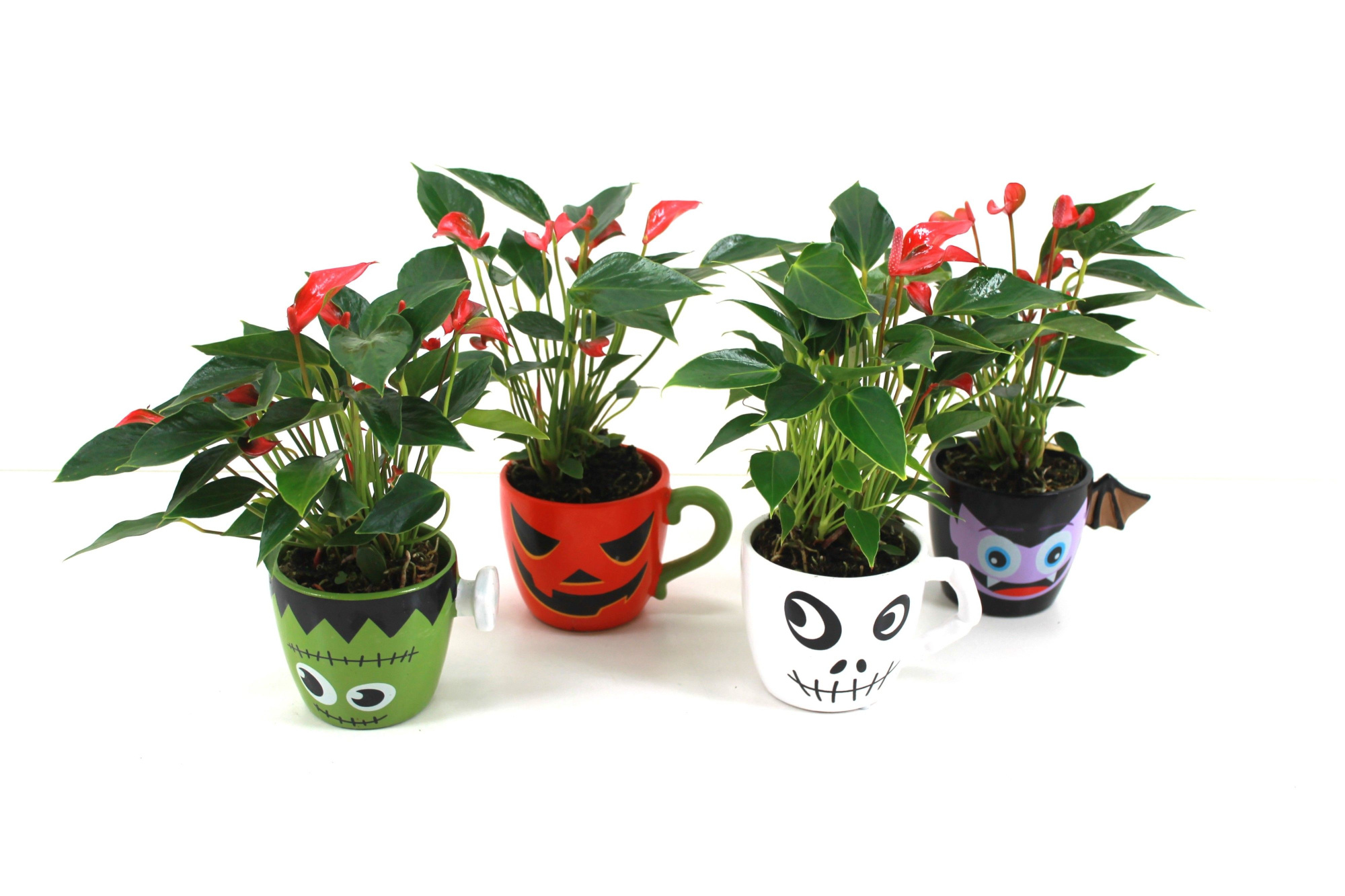 Anthurium xl.67 Trillions Red 9cm in halloween mok (Ook verkrijgbaar met rood of wit), D 9