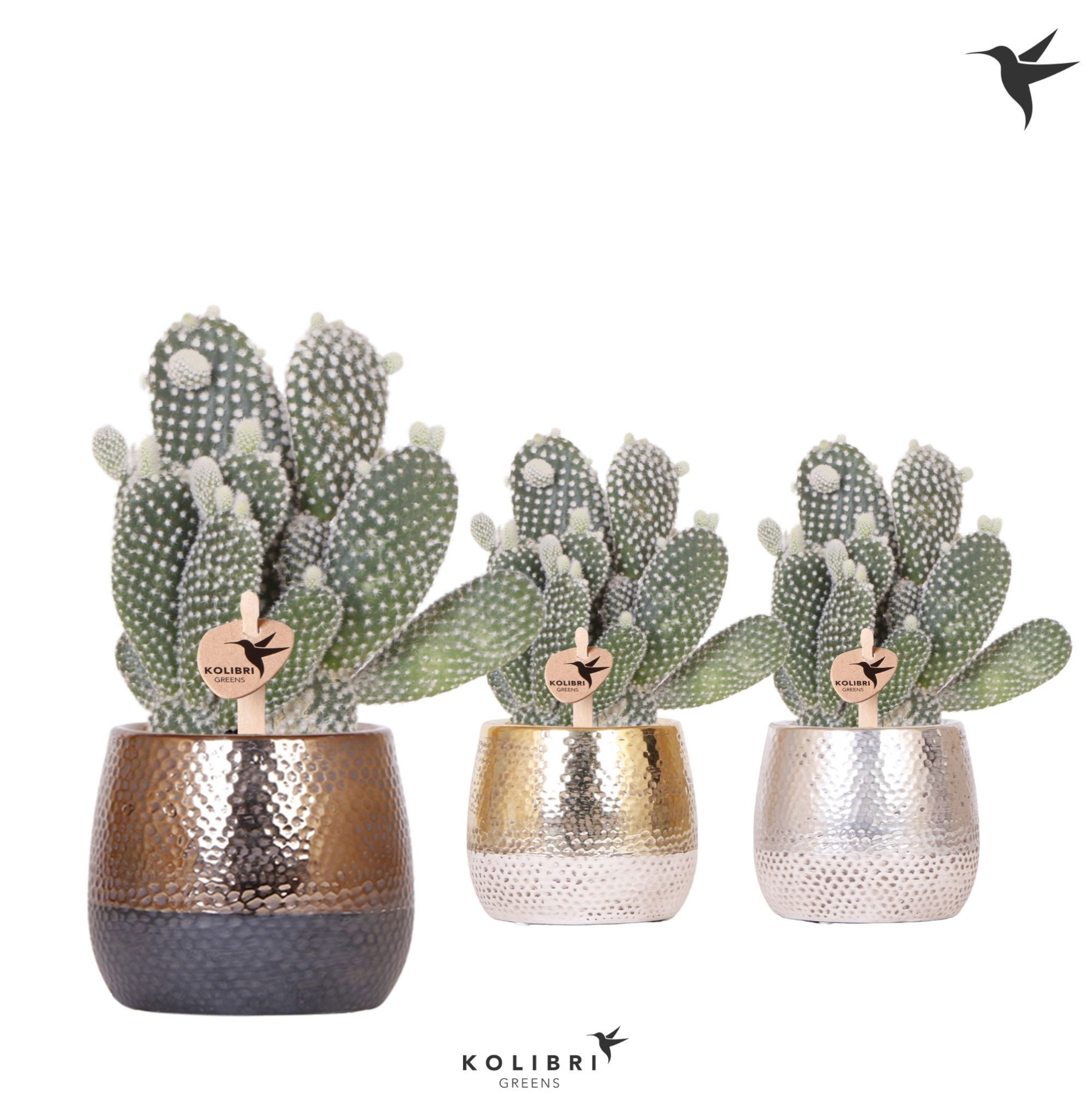 Kolibri Greens Opuntia white in Elite pot mix, D 9 cm