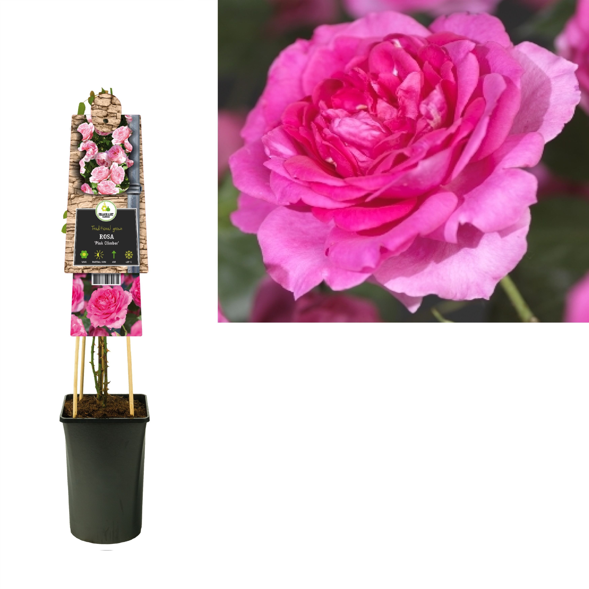 Rosa 'Pink Climber' +3.0 label, D 17 cm