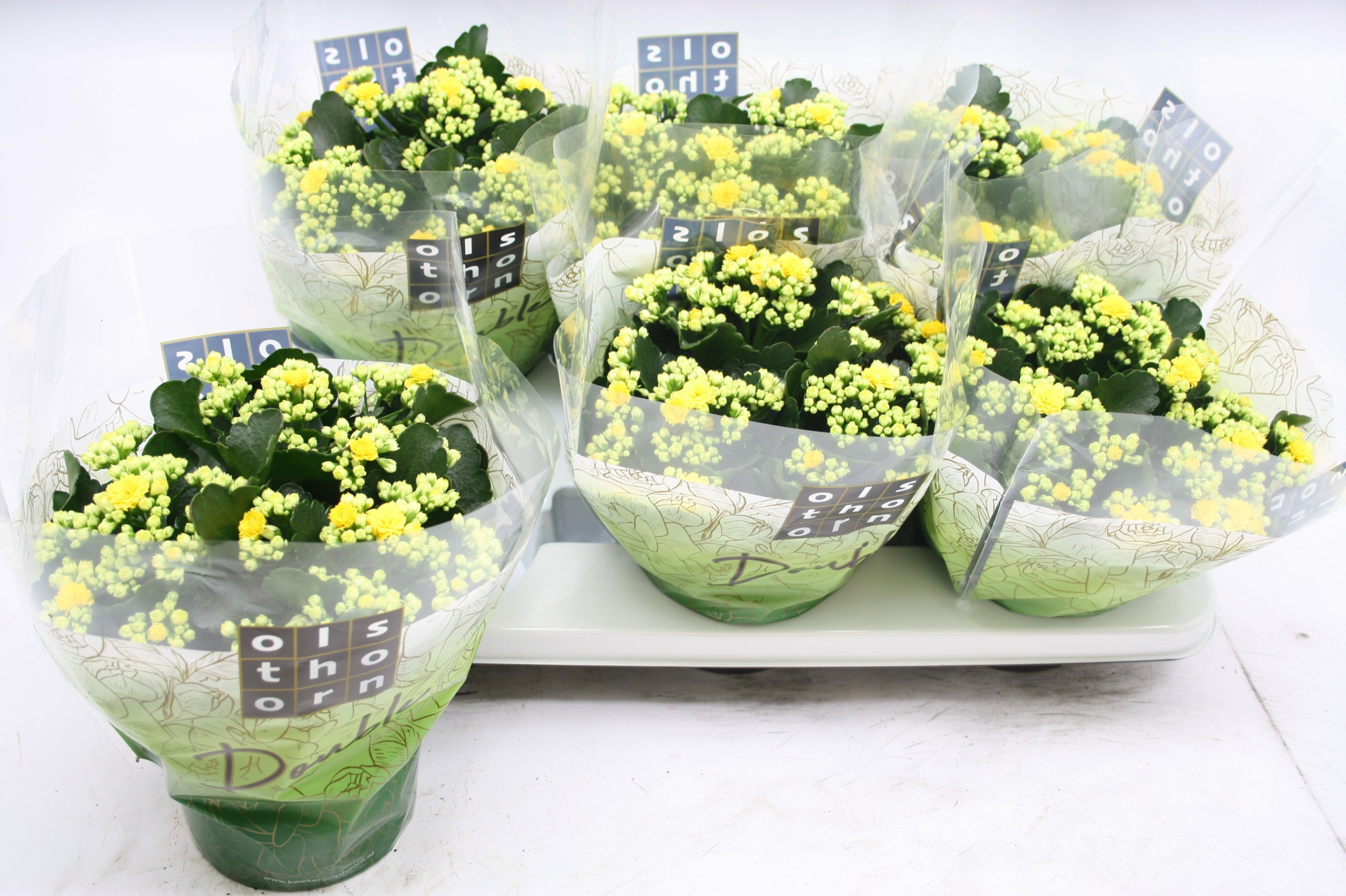 Gevuld 15 cm GEEL, D 15 cm