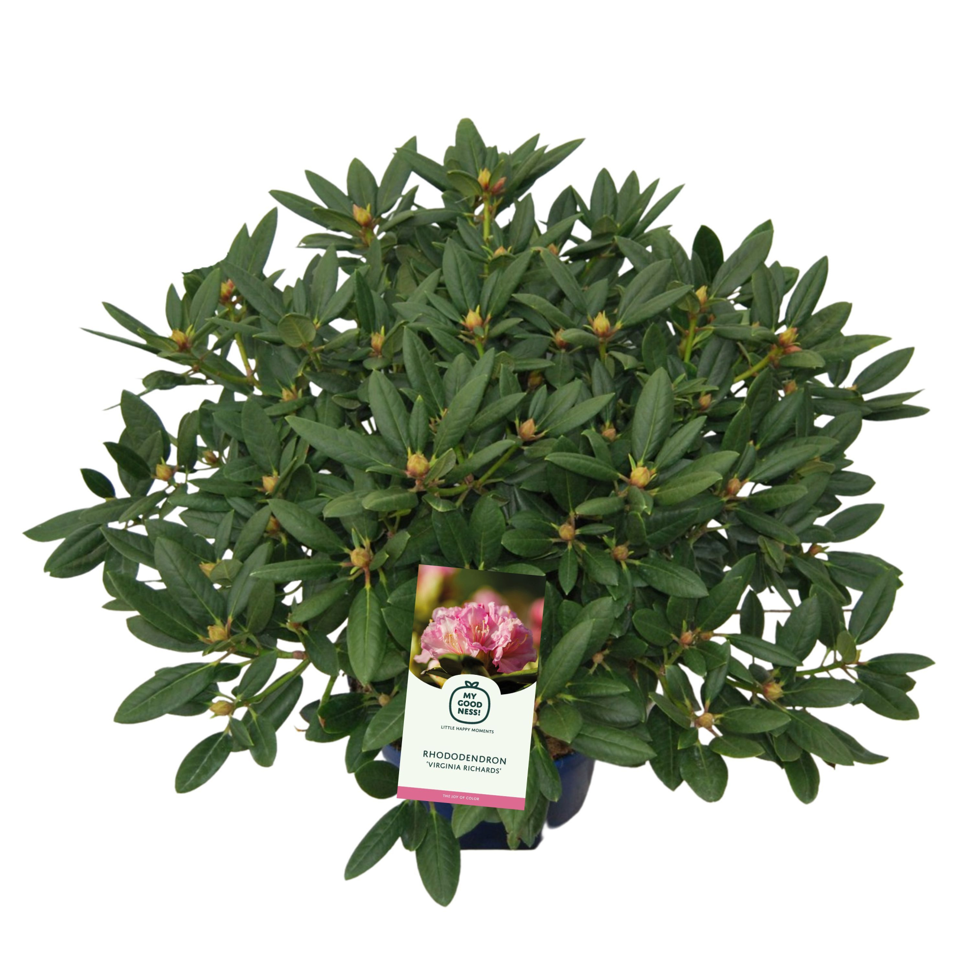 Rhododendron 100cm /25 liter 'Virginia Richards', D 38