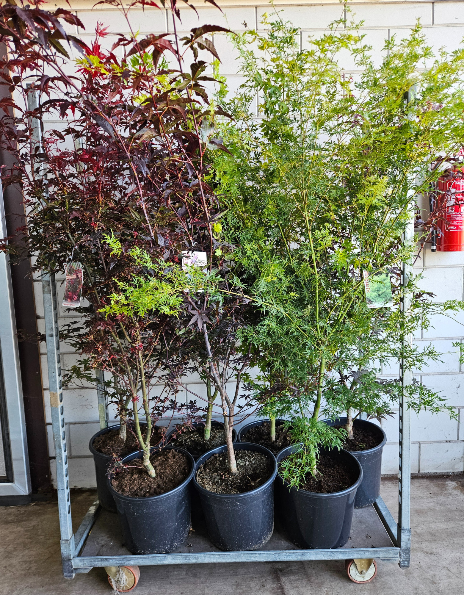 Acer palmatum Mix C20/36cm, D 36 cm