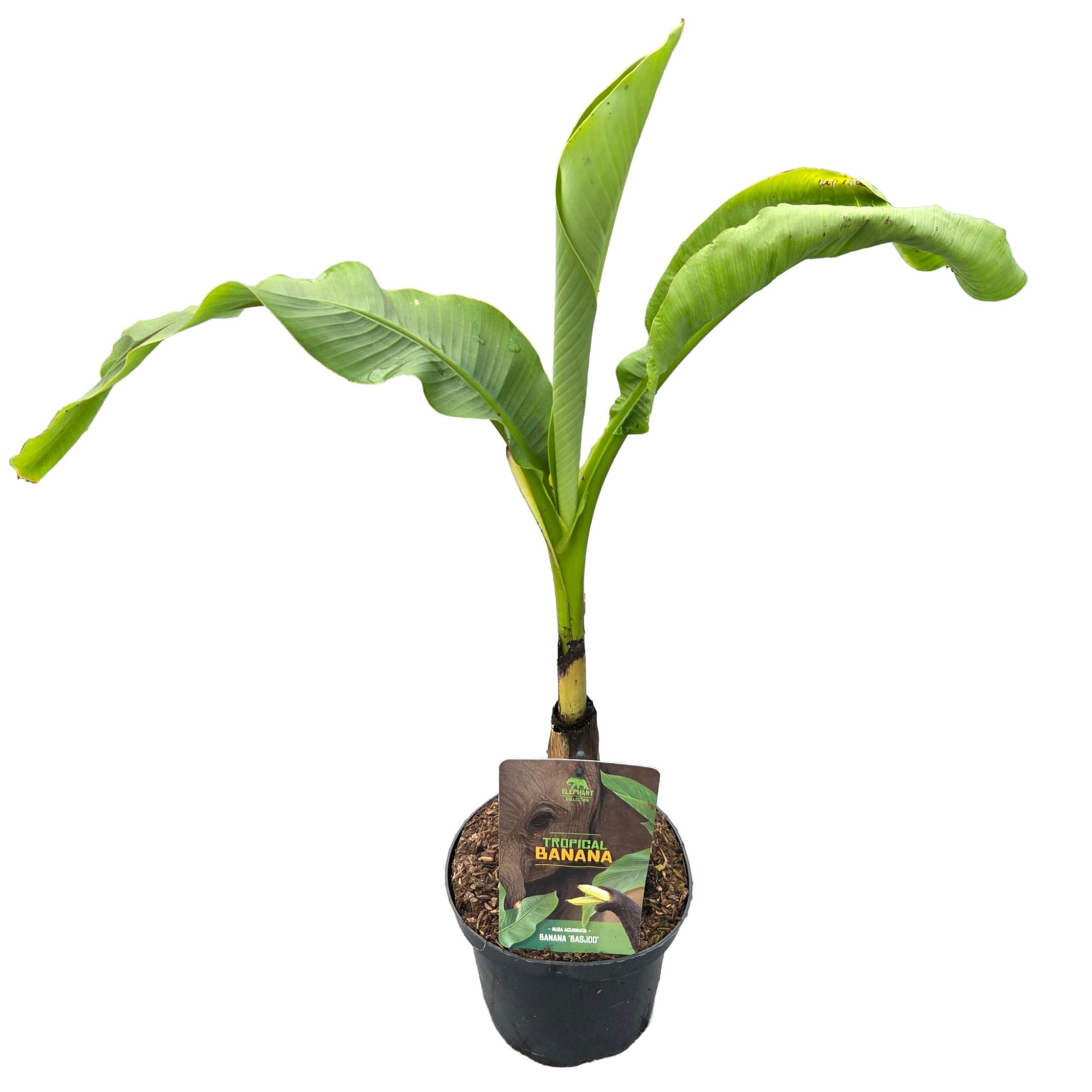 Tropical Banana | Musa 'Basjoo', D 19