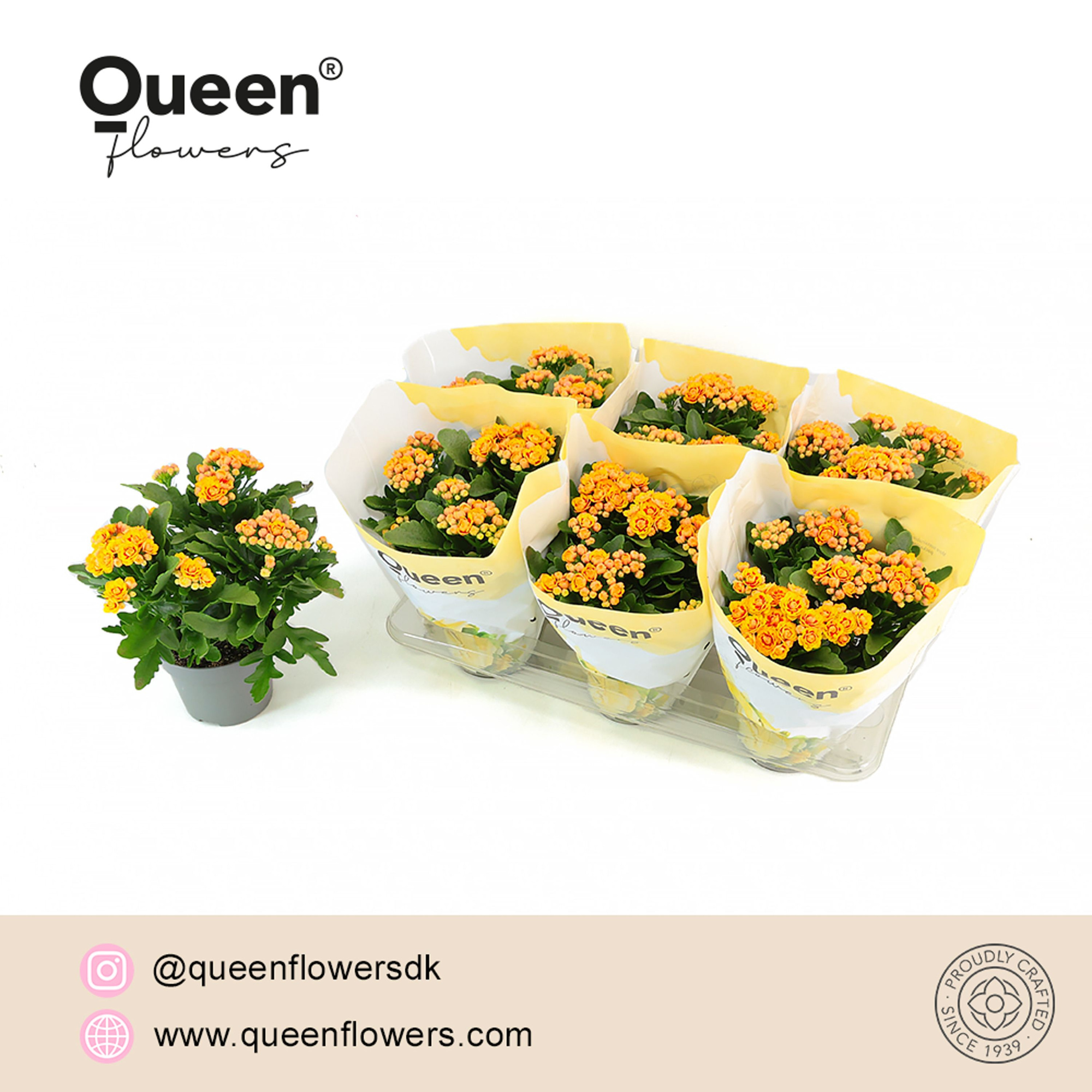 Kalanchoe Lausanne Geel/Rood P14 Queen, D 14 cm