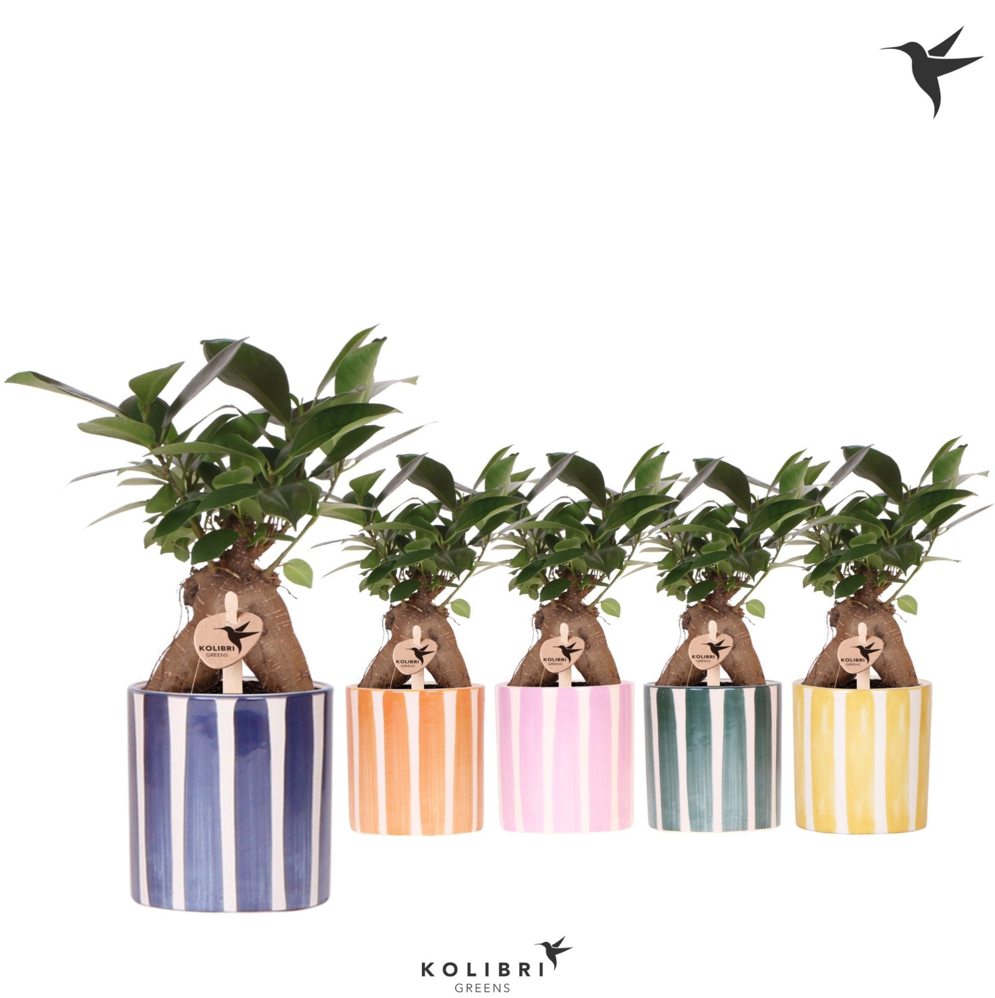 Kolibri Greens Ficus Ginseng Retusa in Painted Stripe pot mix, D 9 cm