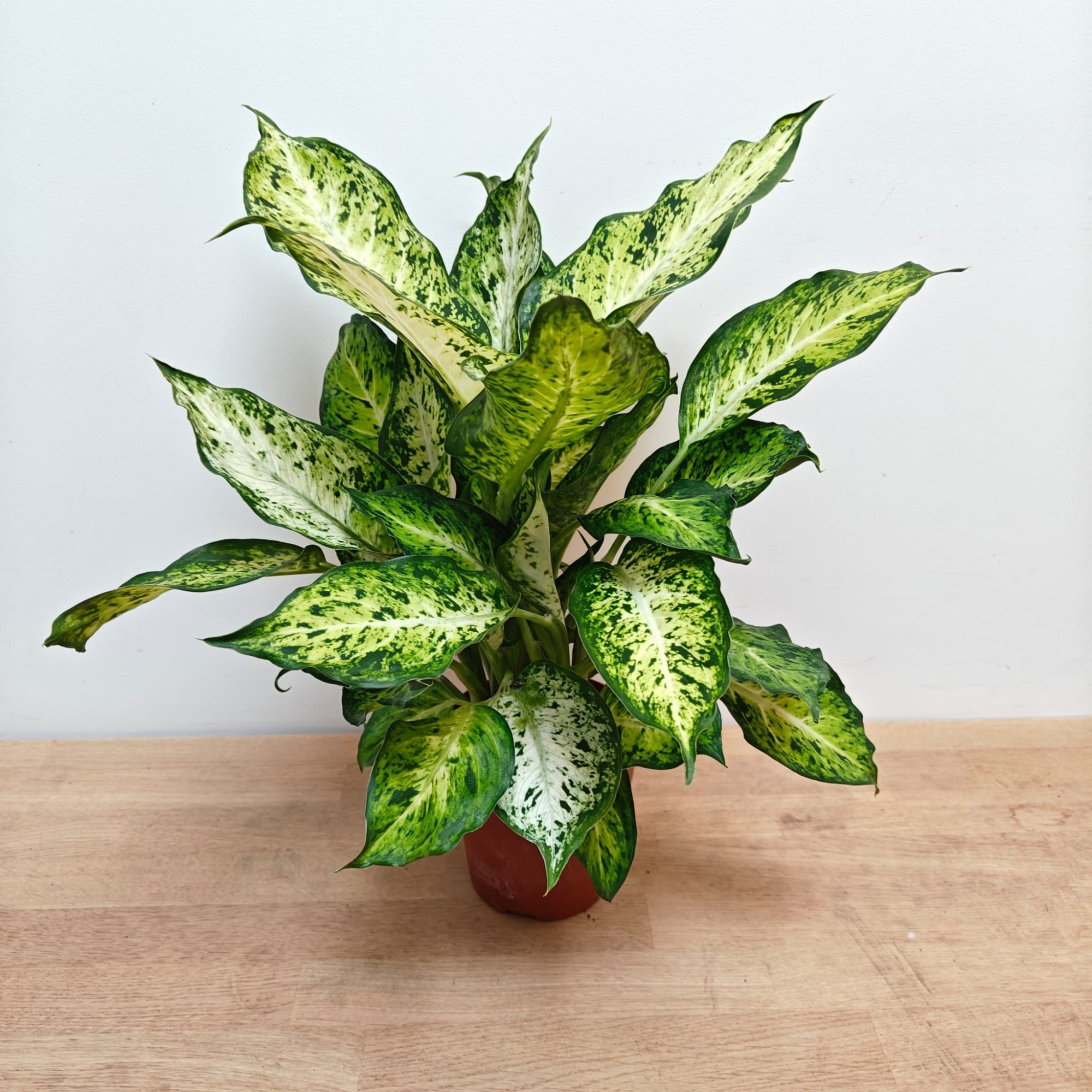 Dieffenbachia 'Amy' P12 + Hoes, D 12 cm