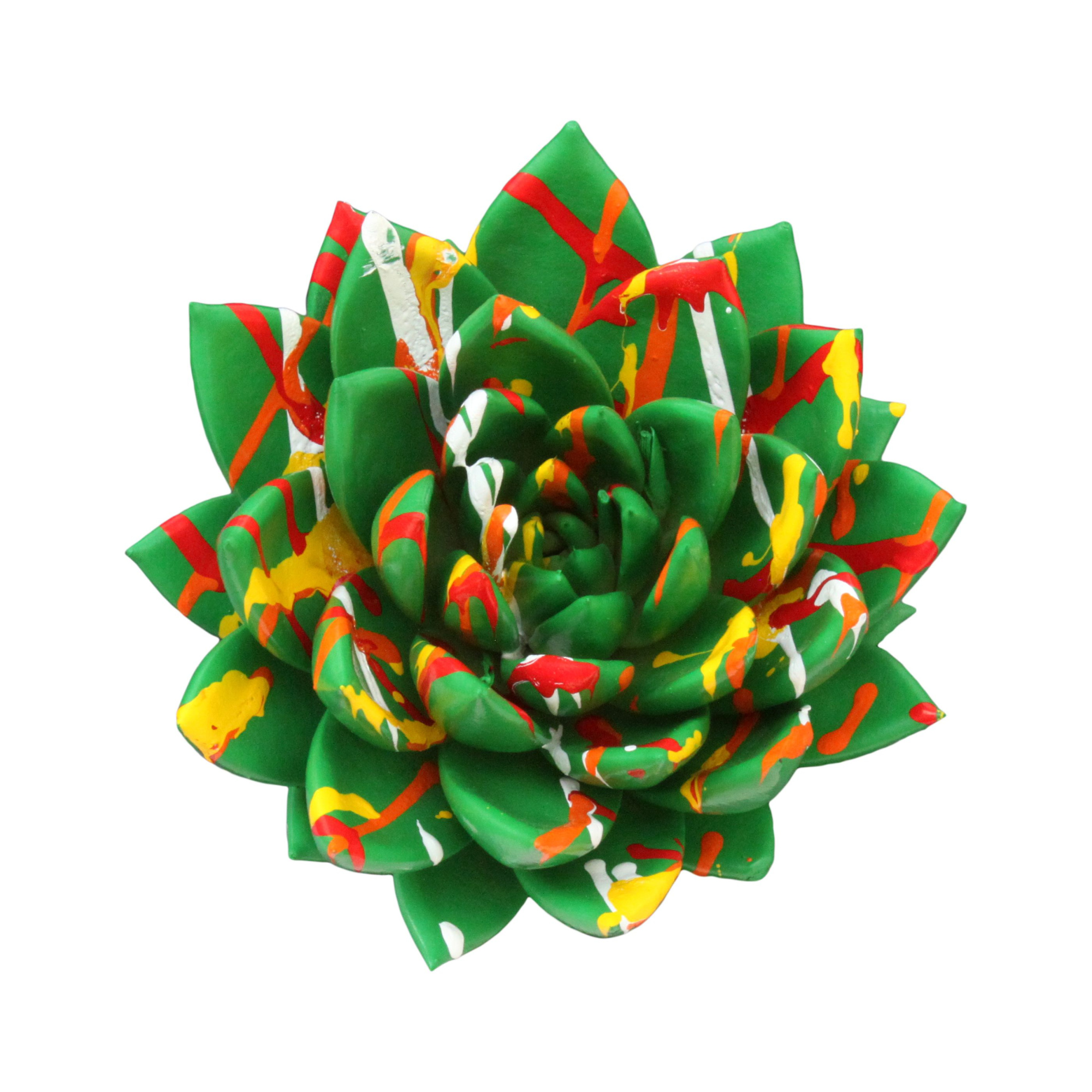 Echeveria coloured Splash green, D 12 cm