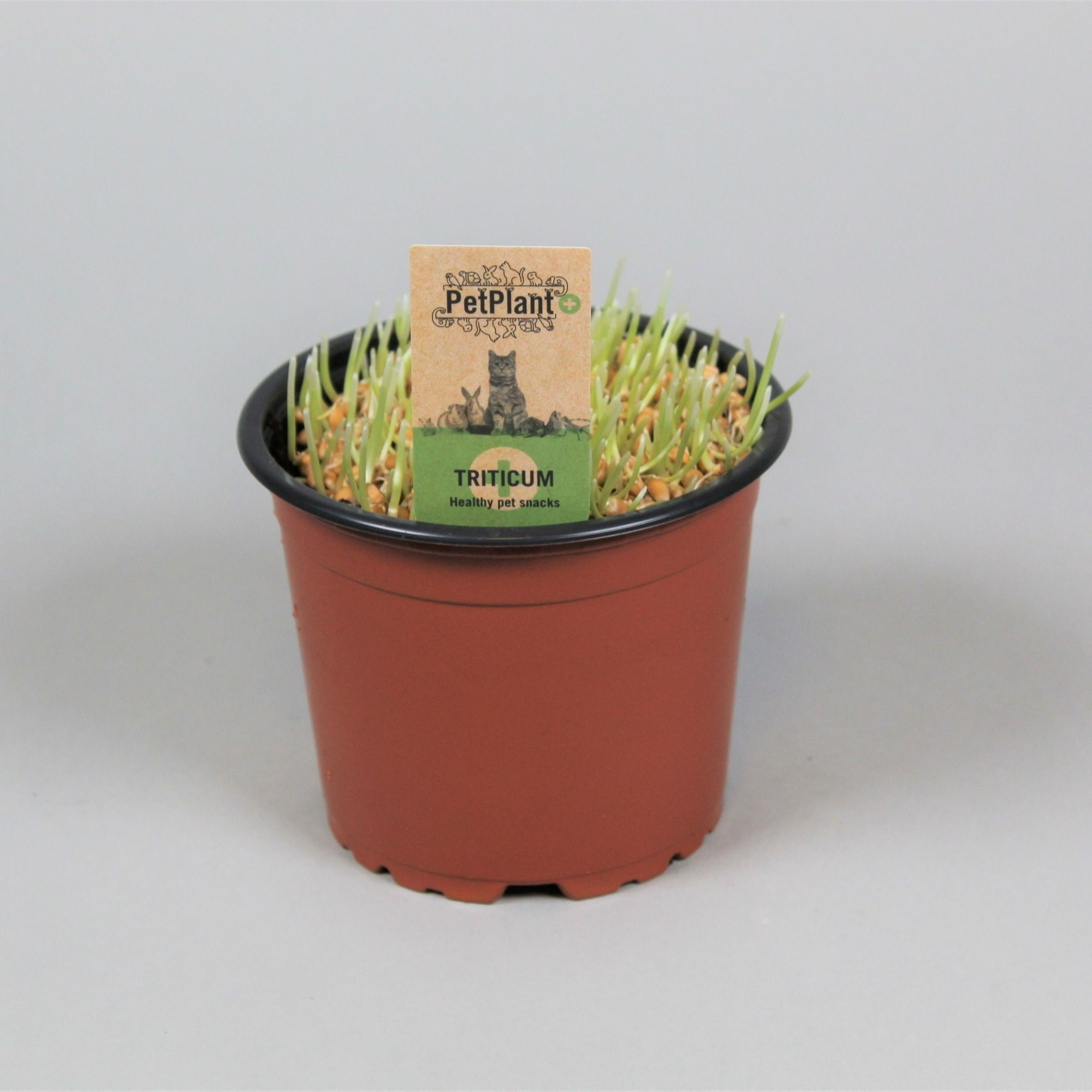 Triticum. Kattegras PetPlant, D 12 cm