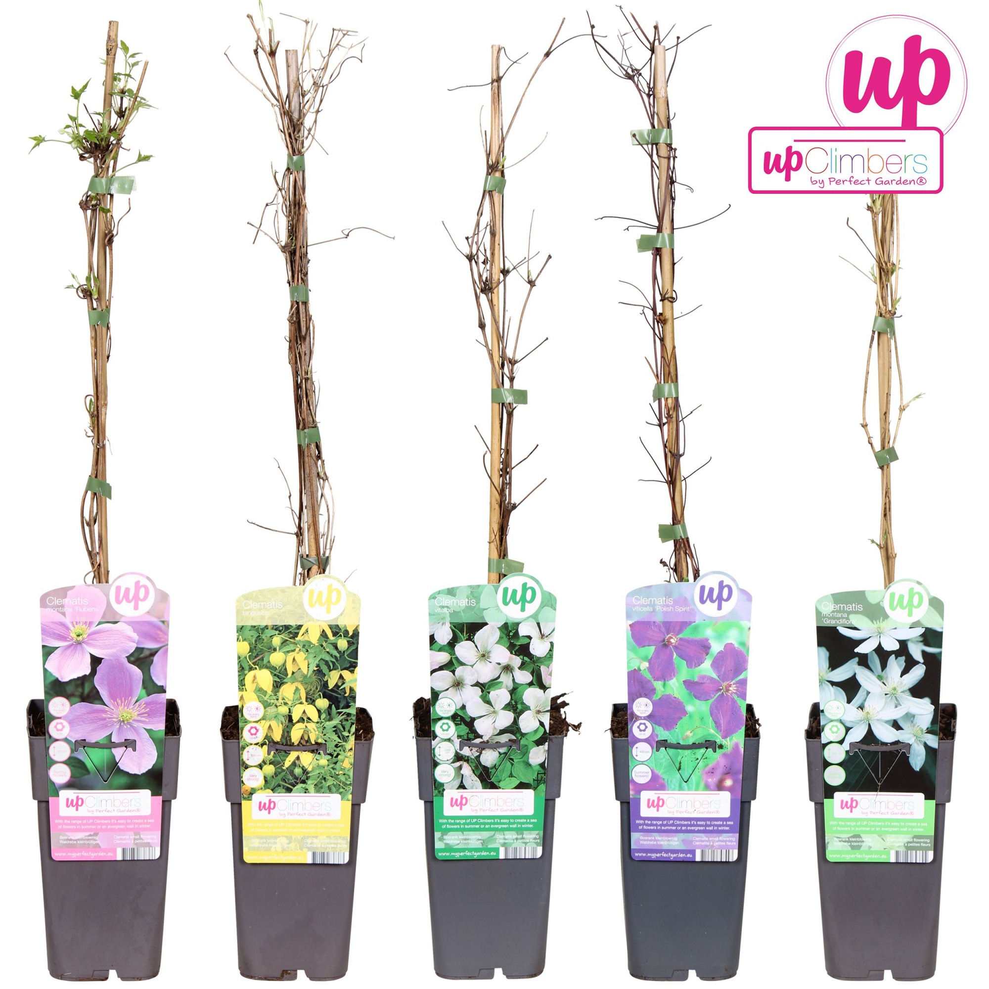 Clematis mix laag kleinbloemig P15, D 15