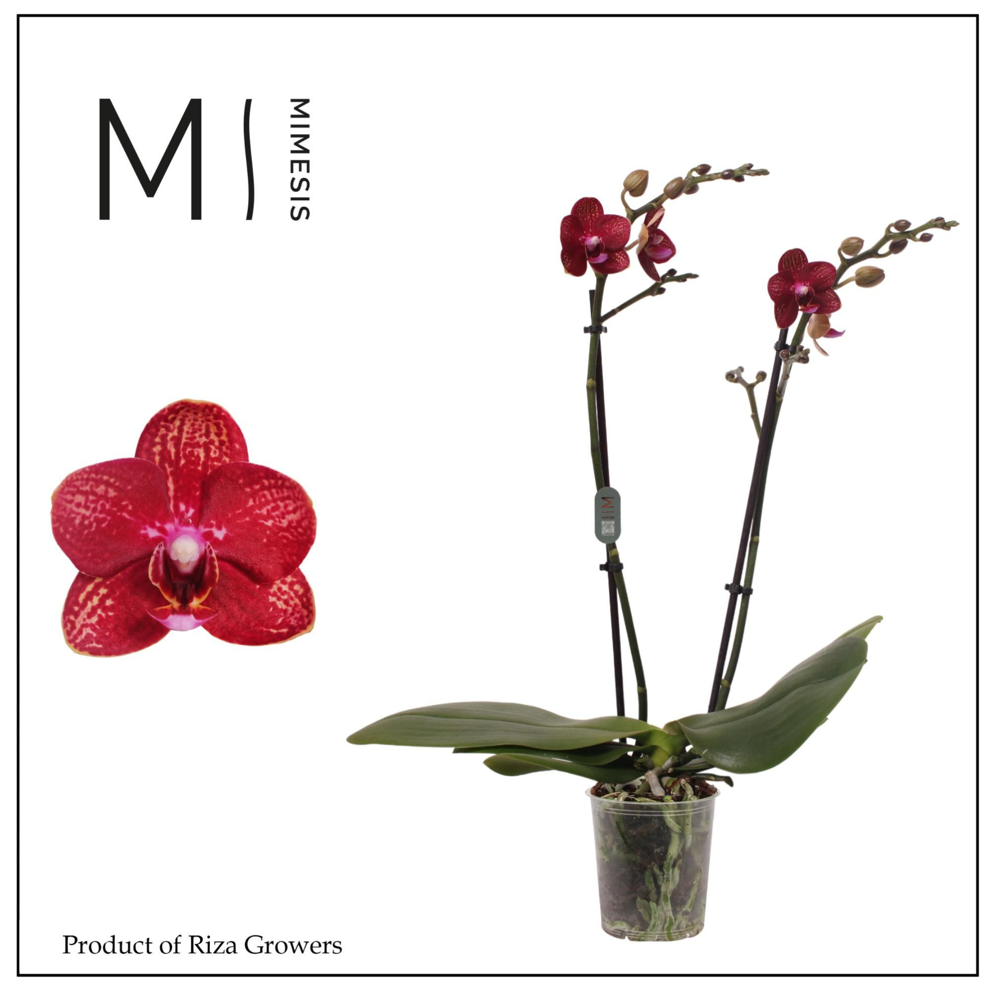 Phalaenopsis Miley 2 spike - 12cm | Mimesis, D 12 cm