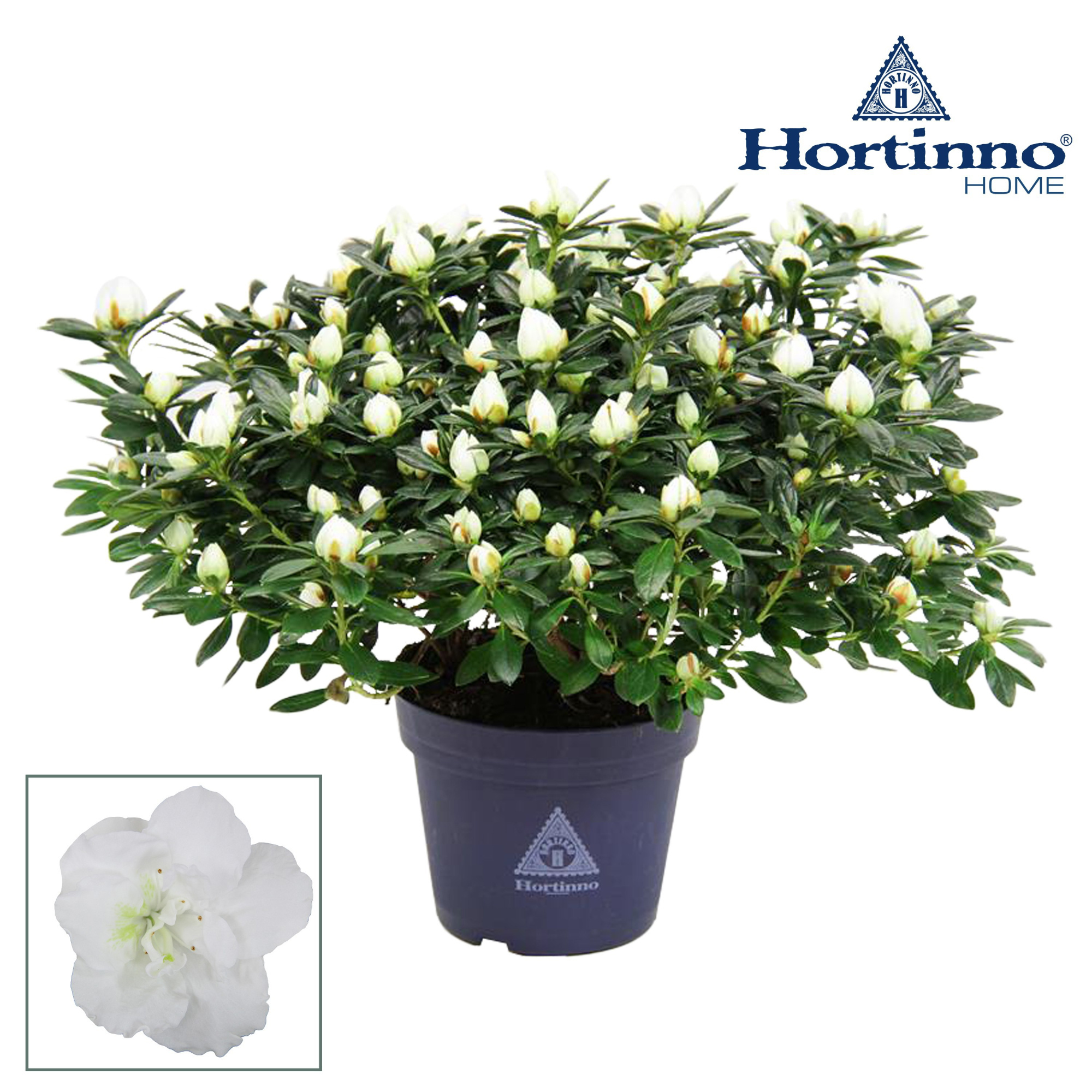 Hortinno® Home 'Classic Belli' 35 - 37 cm, D 15